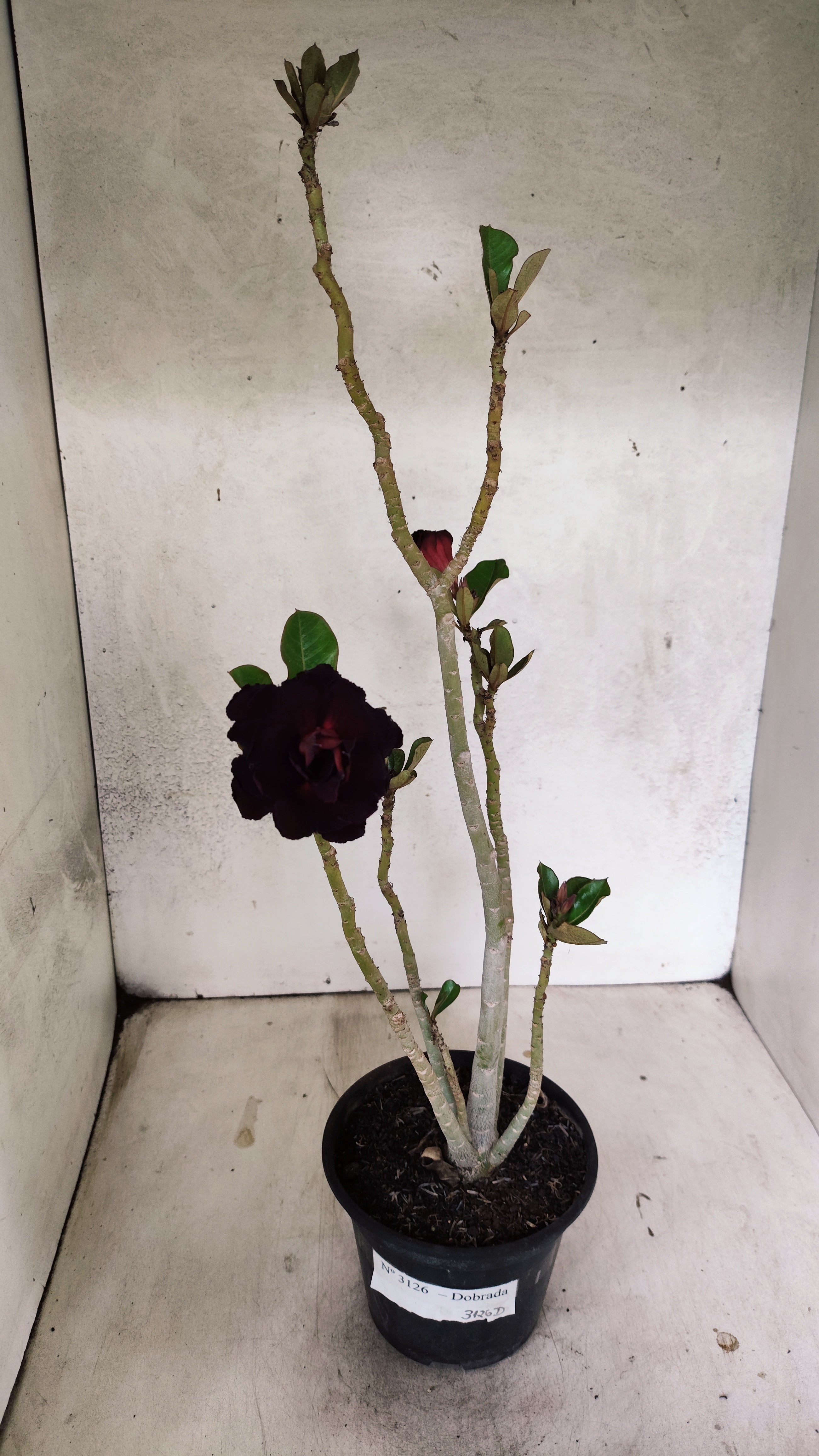 Planta Dobrada 3126 – 35cm – 03 anos