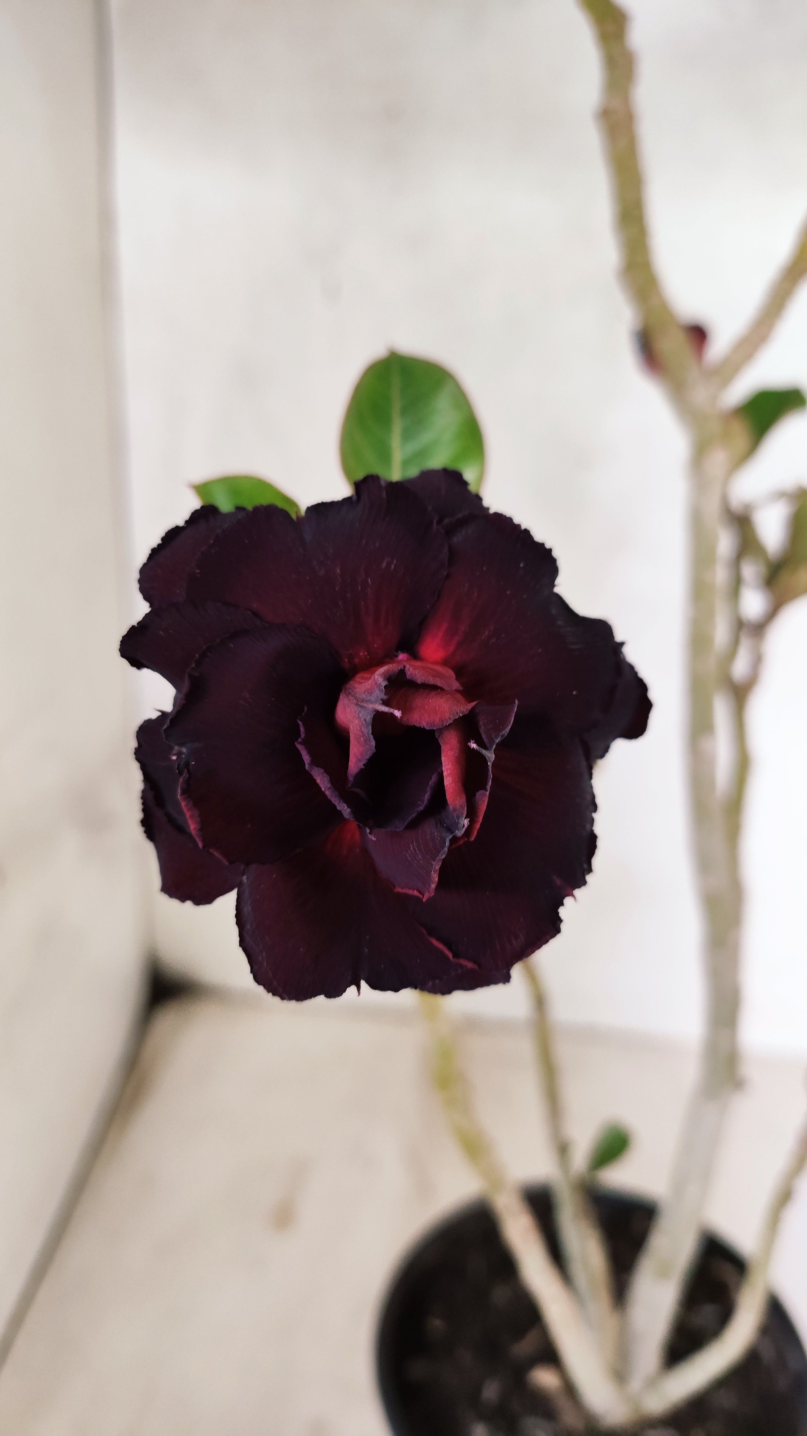 Planta Dobrada 3126 – 35cm – 03 anos