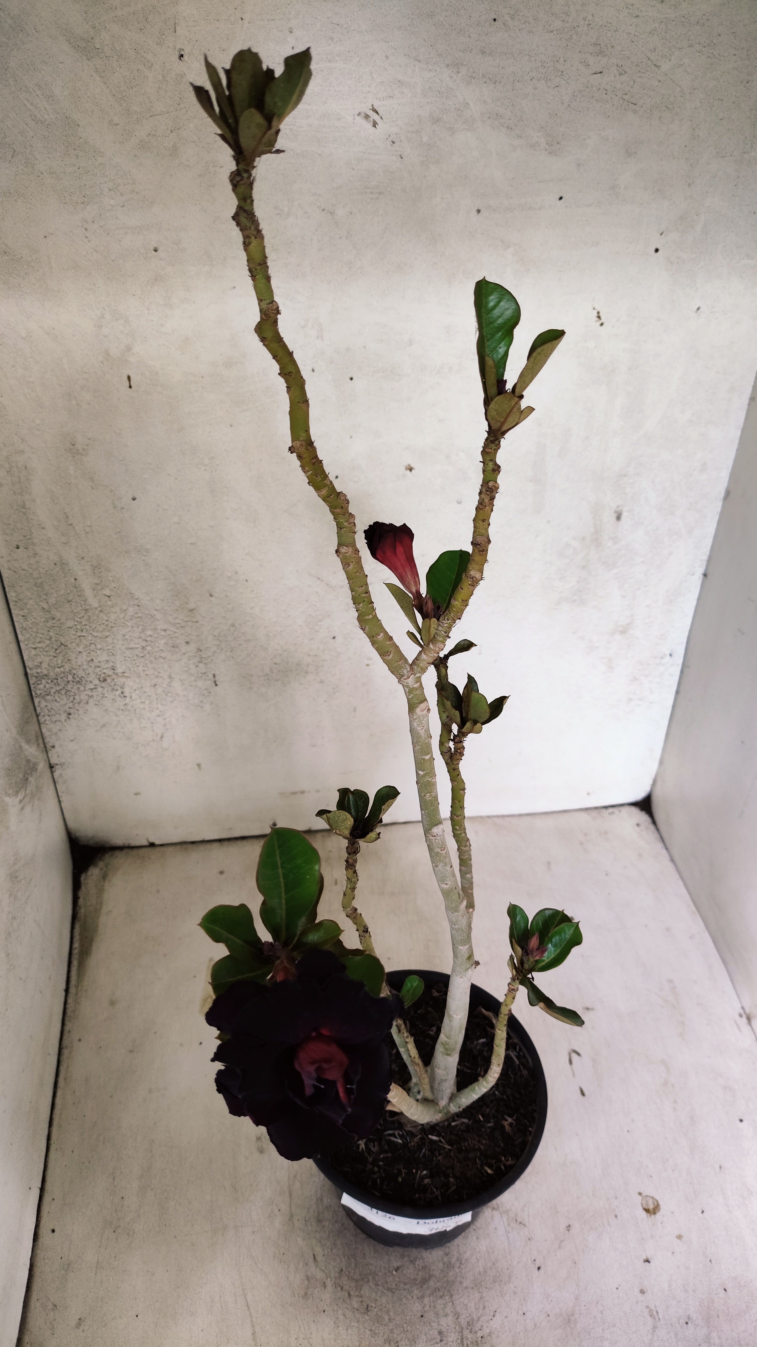Planta Dobrada 3126 – 35cm – 03 anos