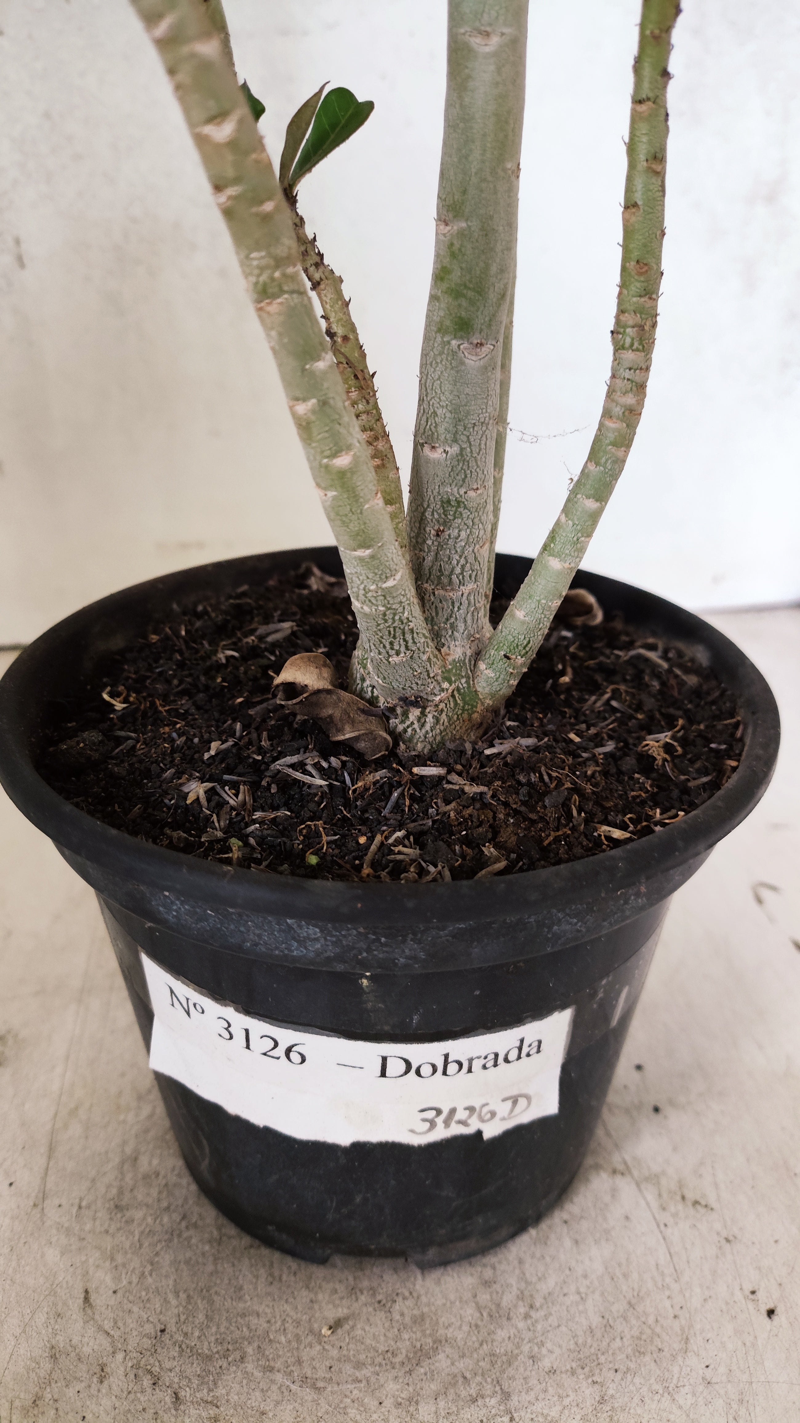 Planta Dobrada 3126 – 35cm – 03 anos