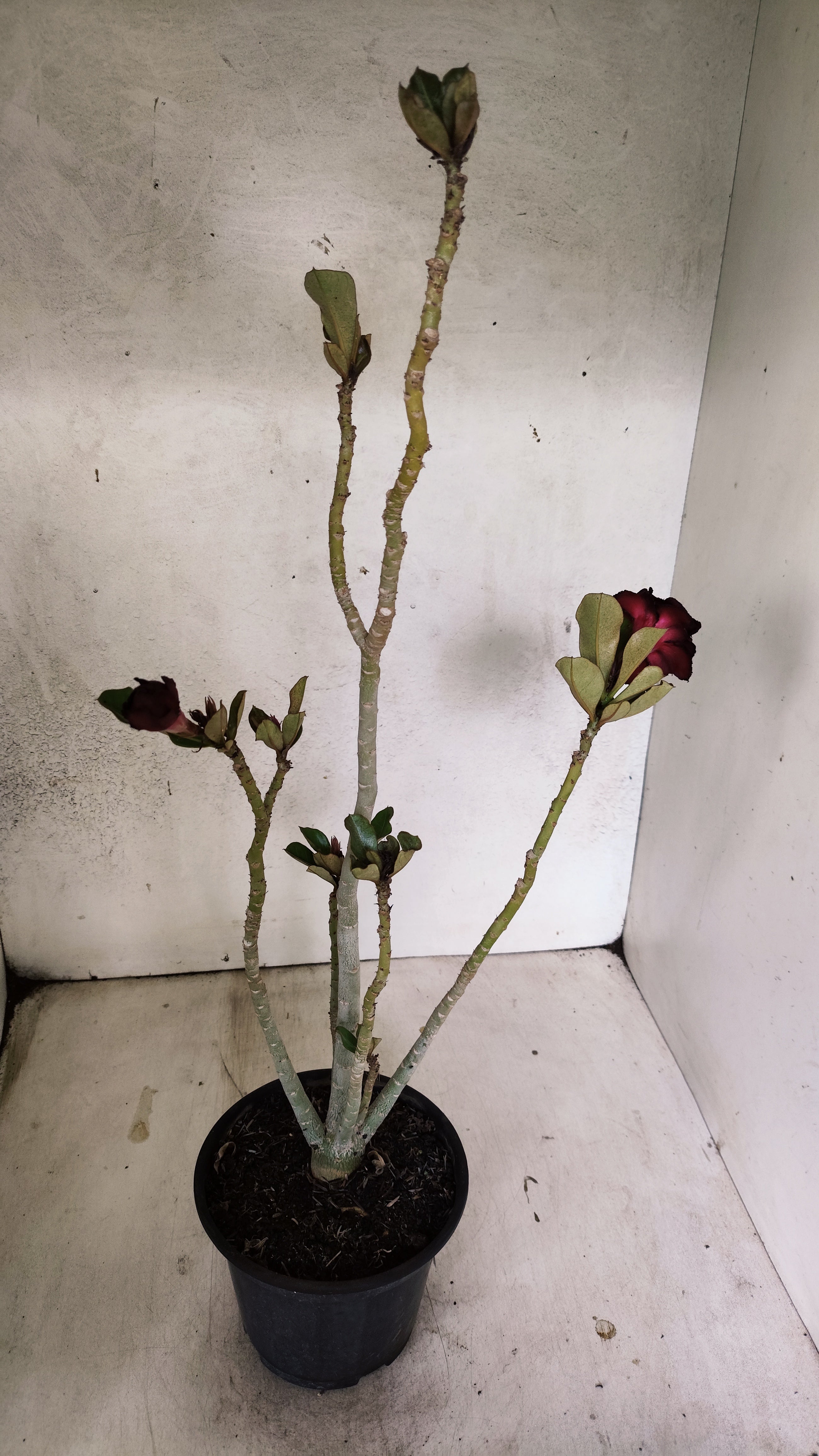 Planta Dobrada 3126 – 35cm – 03 anos