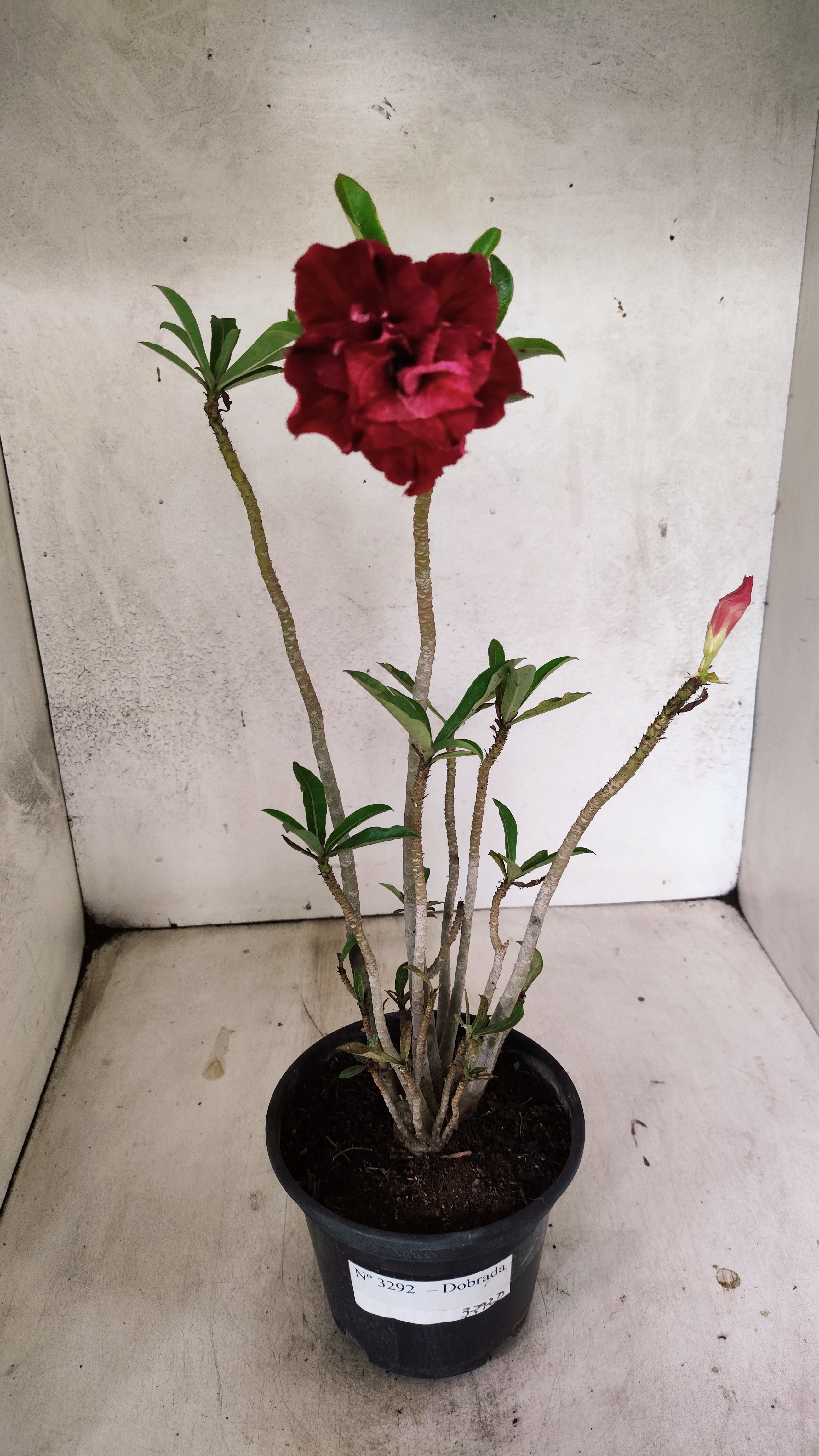 Planta Dobrada 3292 – 35cm – 03 anos