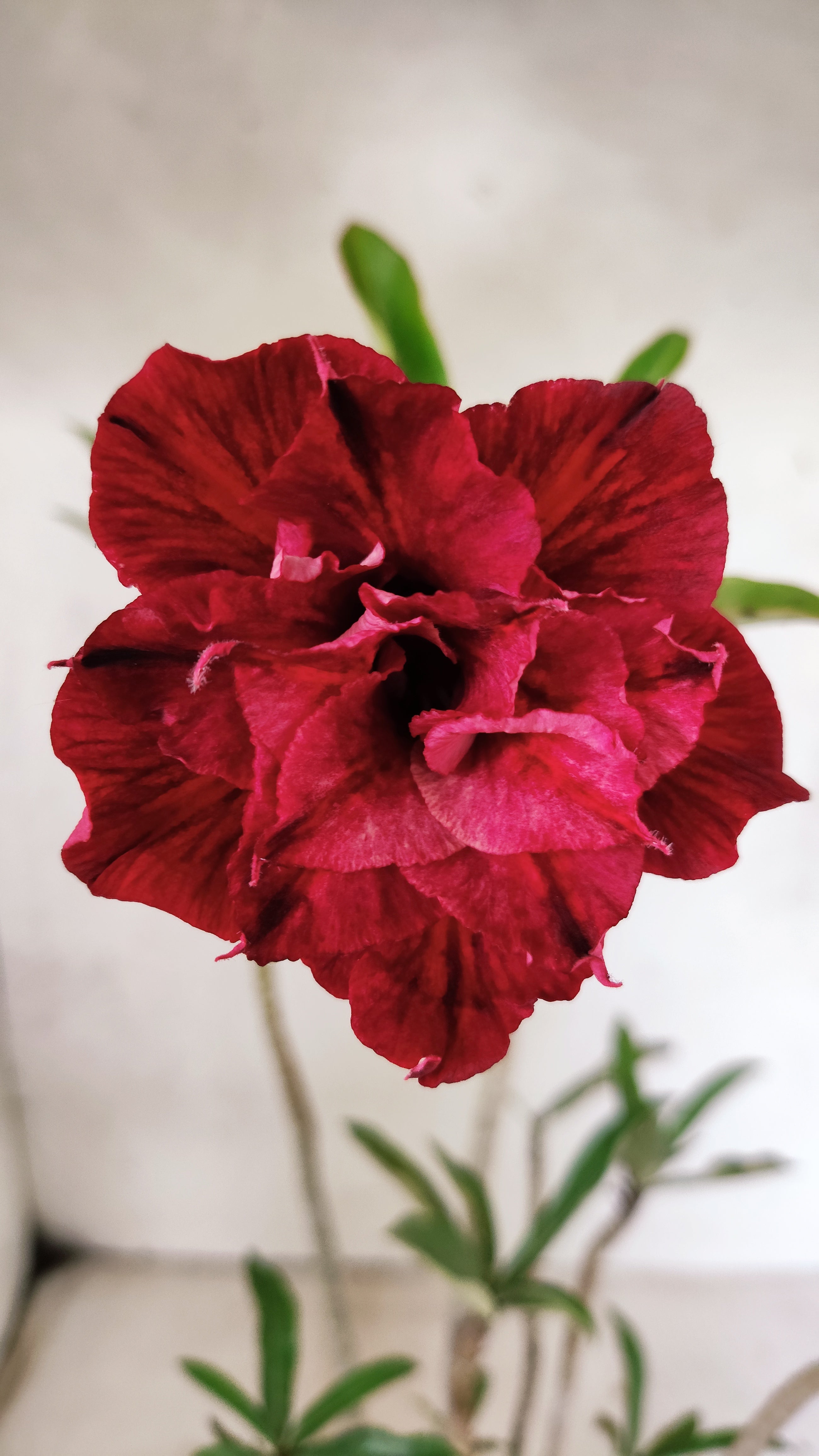 Planta Dobrada 3292 – 35cm – 03 anos