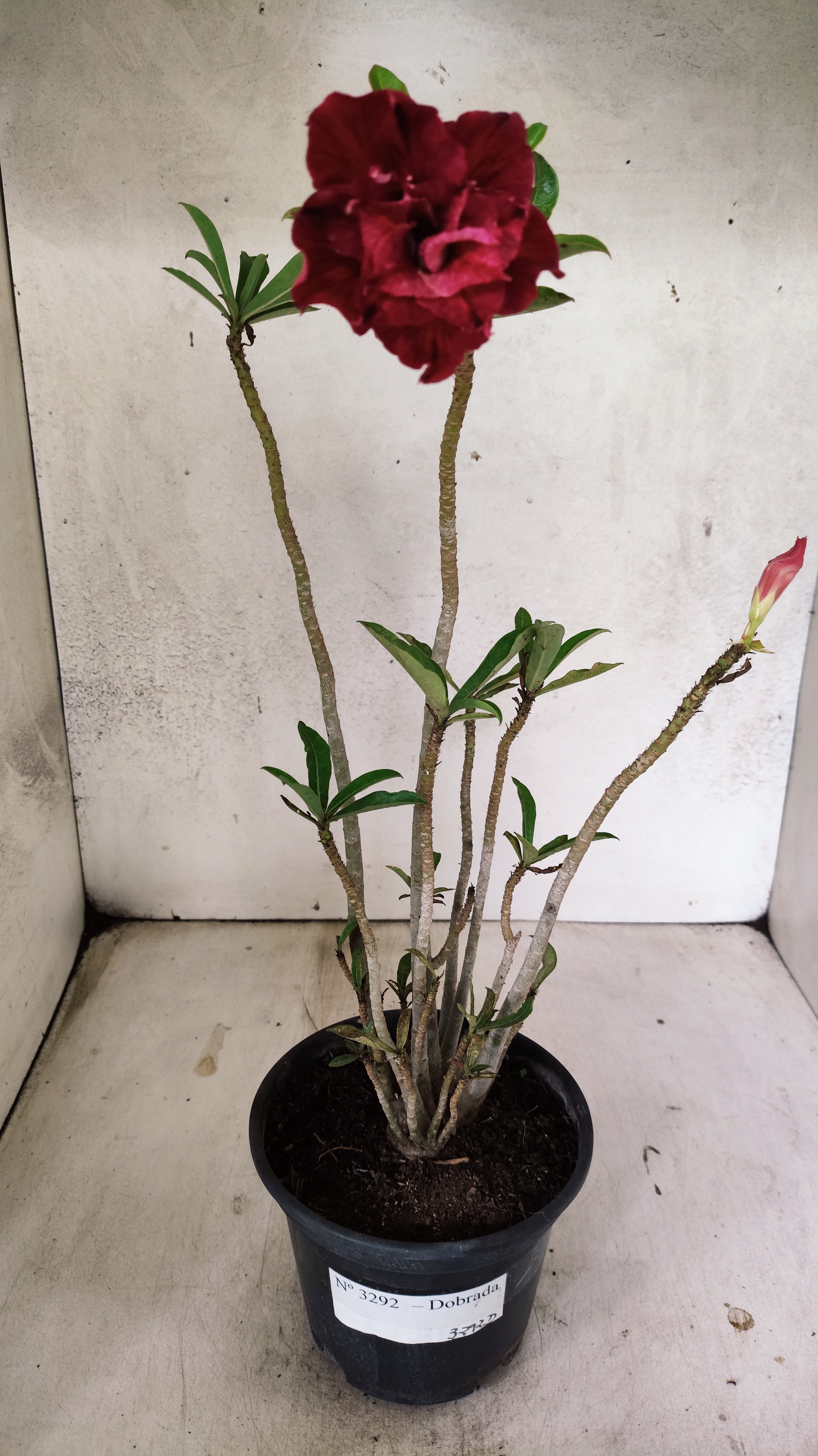 Planta Dobrada 3292 – 35cm – 03 anos