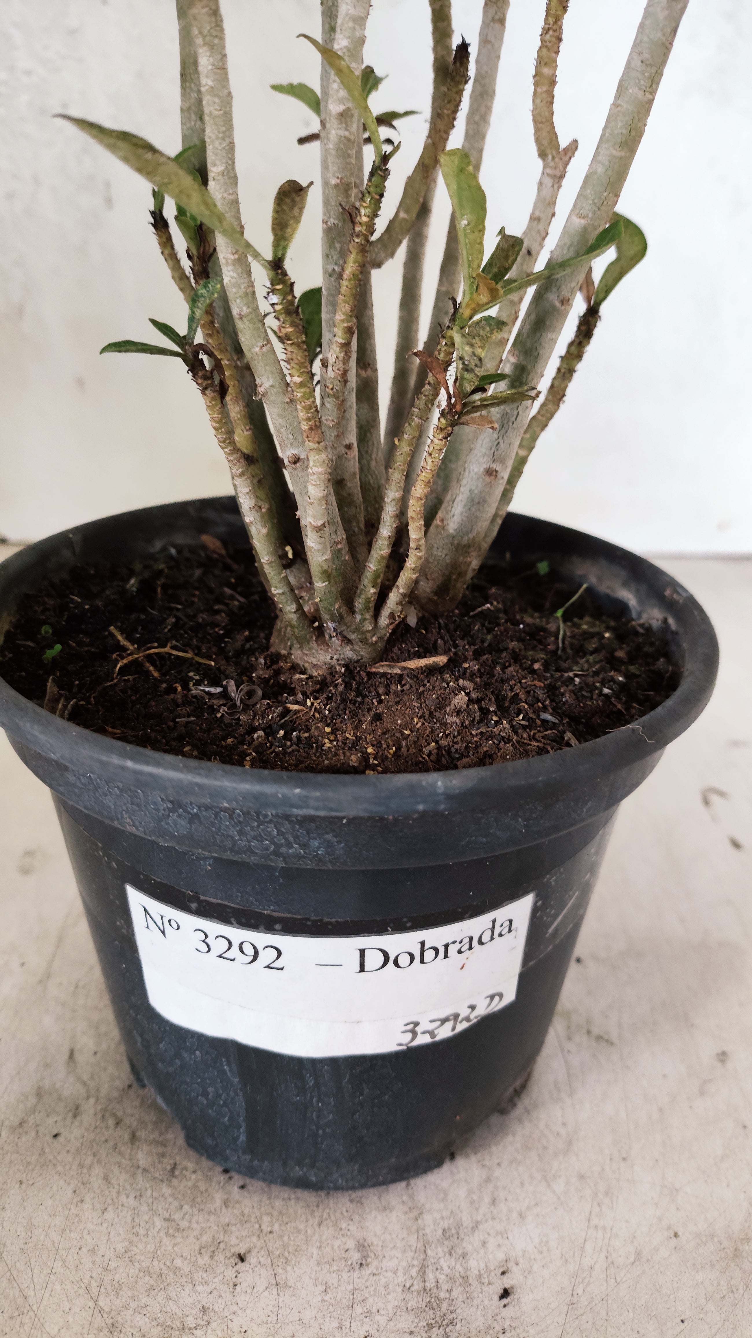 Planta Dobrada 3292 – 35cm – 03 anos