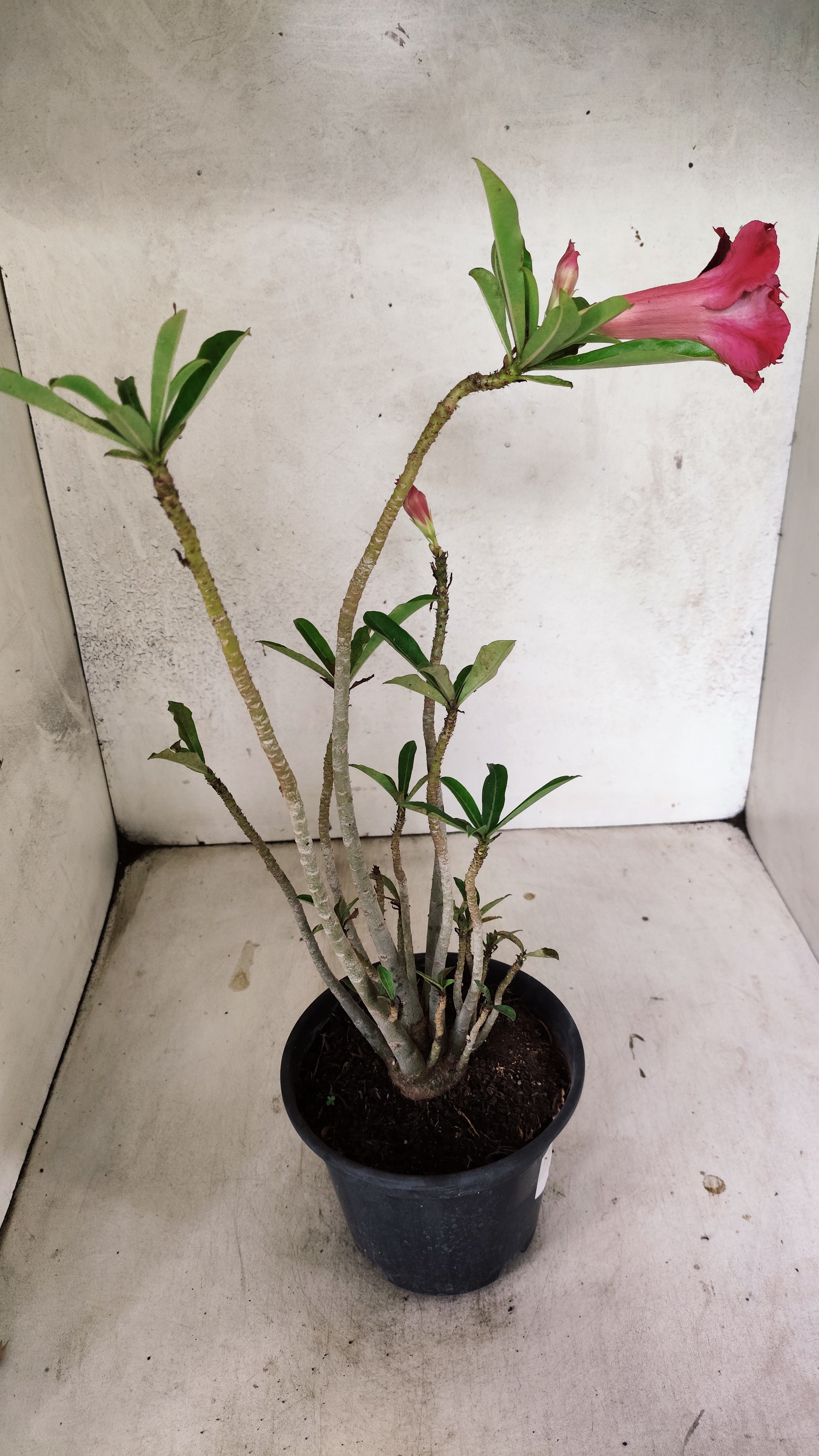 Planta Dobrada 3292 – 35cm – 03 anos
