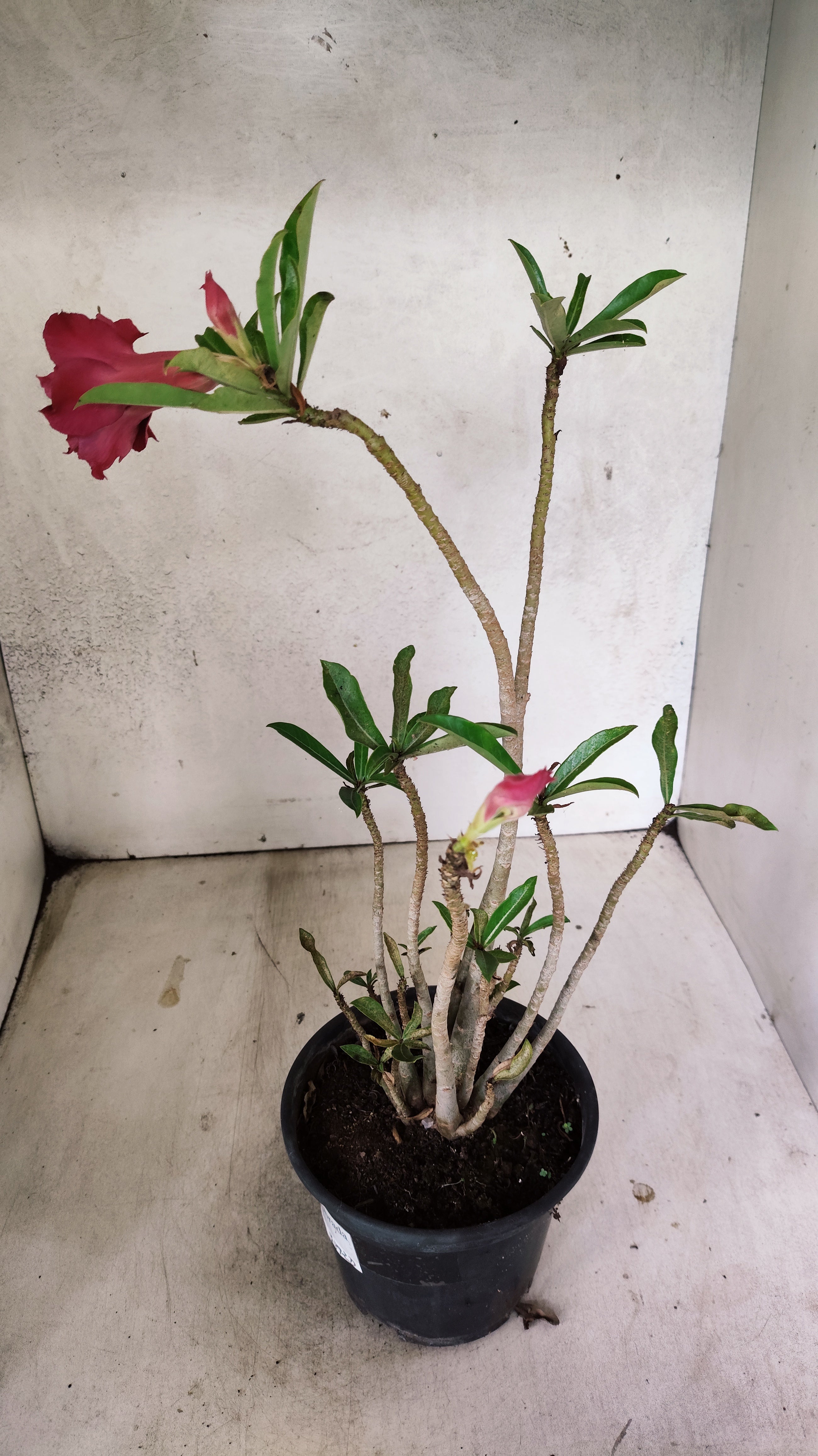 Planta Dobrada 3292 – 35cm – 03 anos
