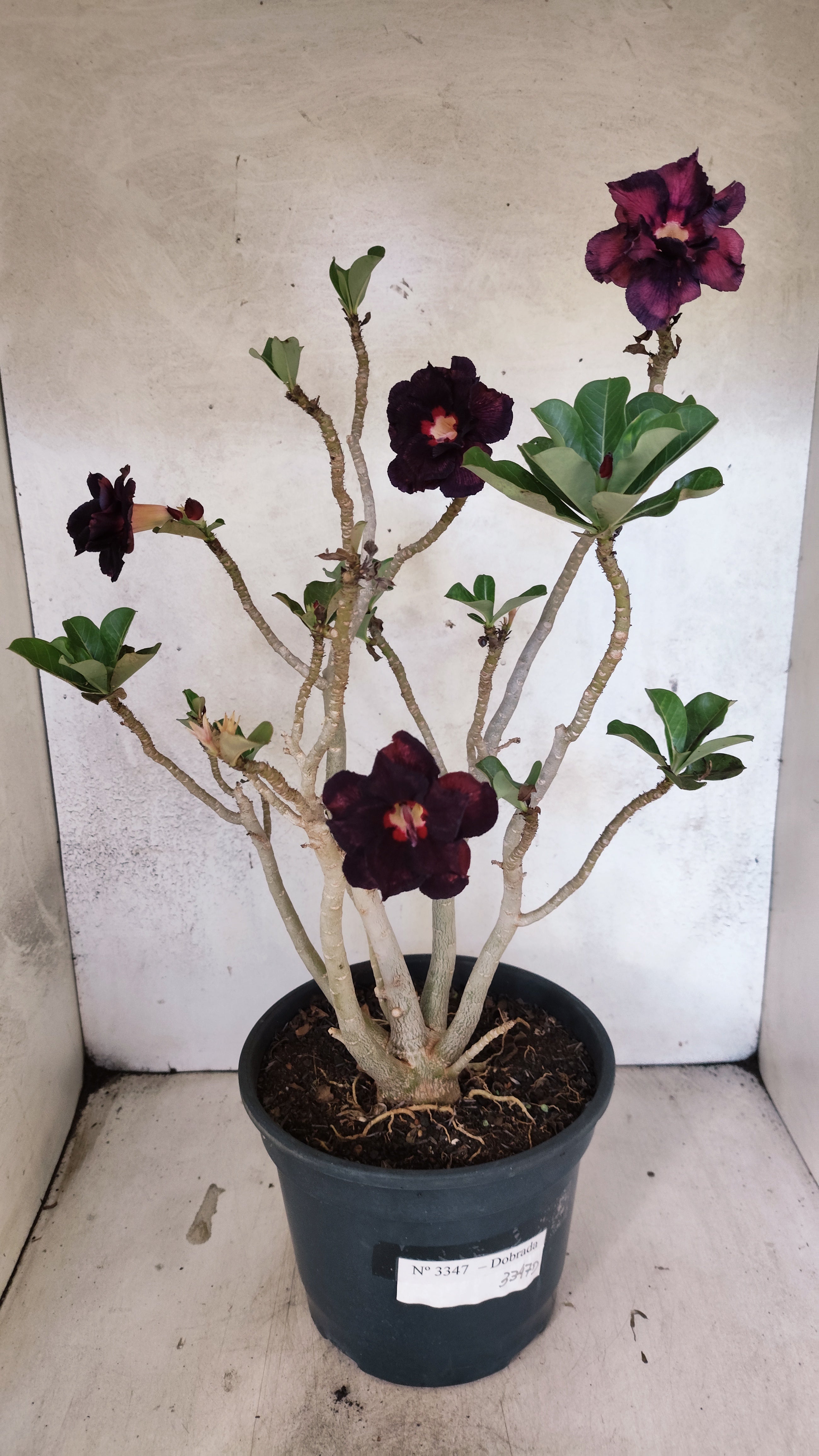 Planta Dobrada 3347 – 45cm – 4 anos