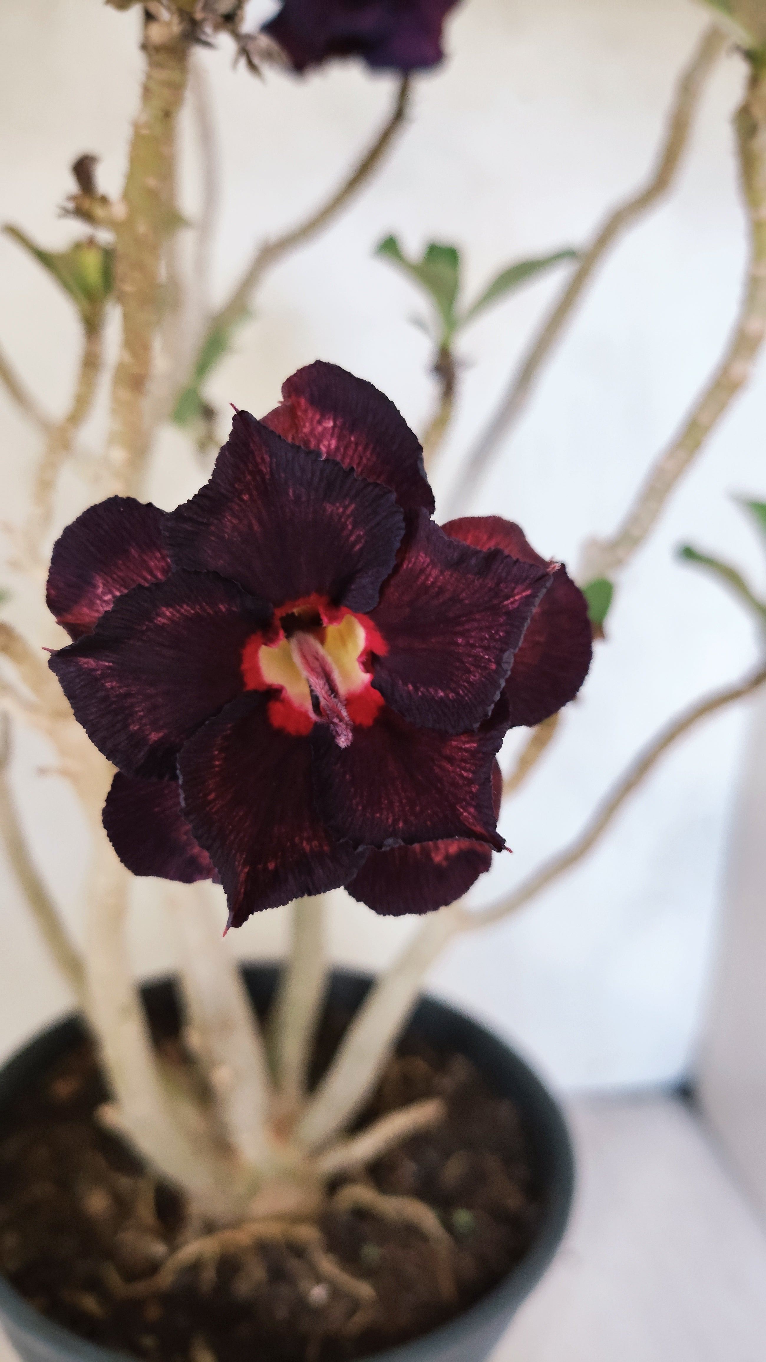 Planta Dobrada 3347 – 45cm – 4 anos