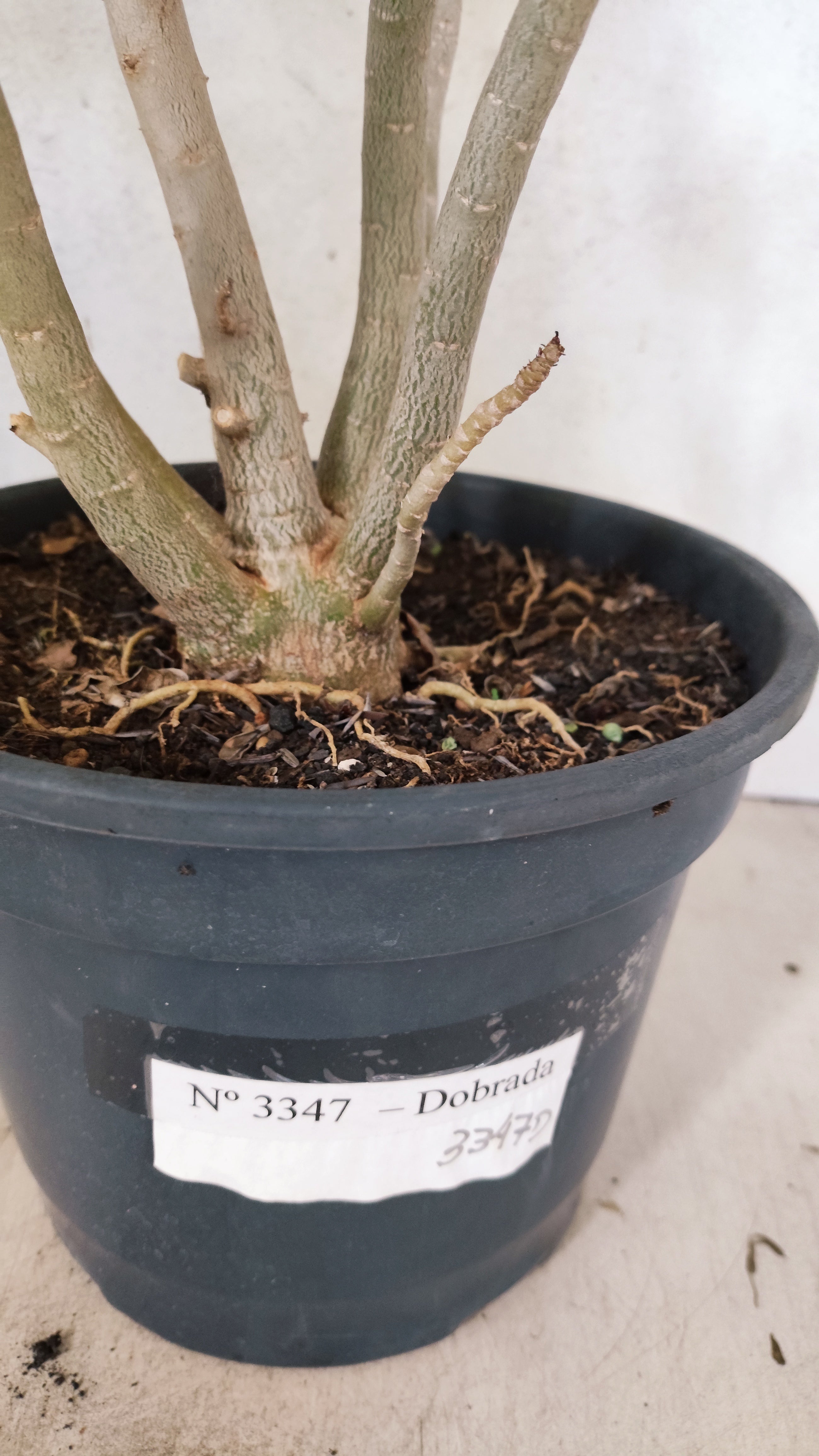 Planta Dobrada 3347 – 45cm – 4 anos