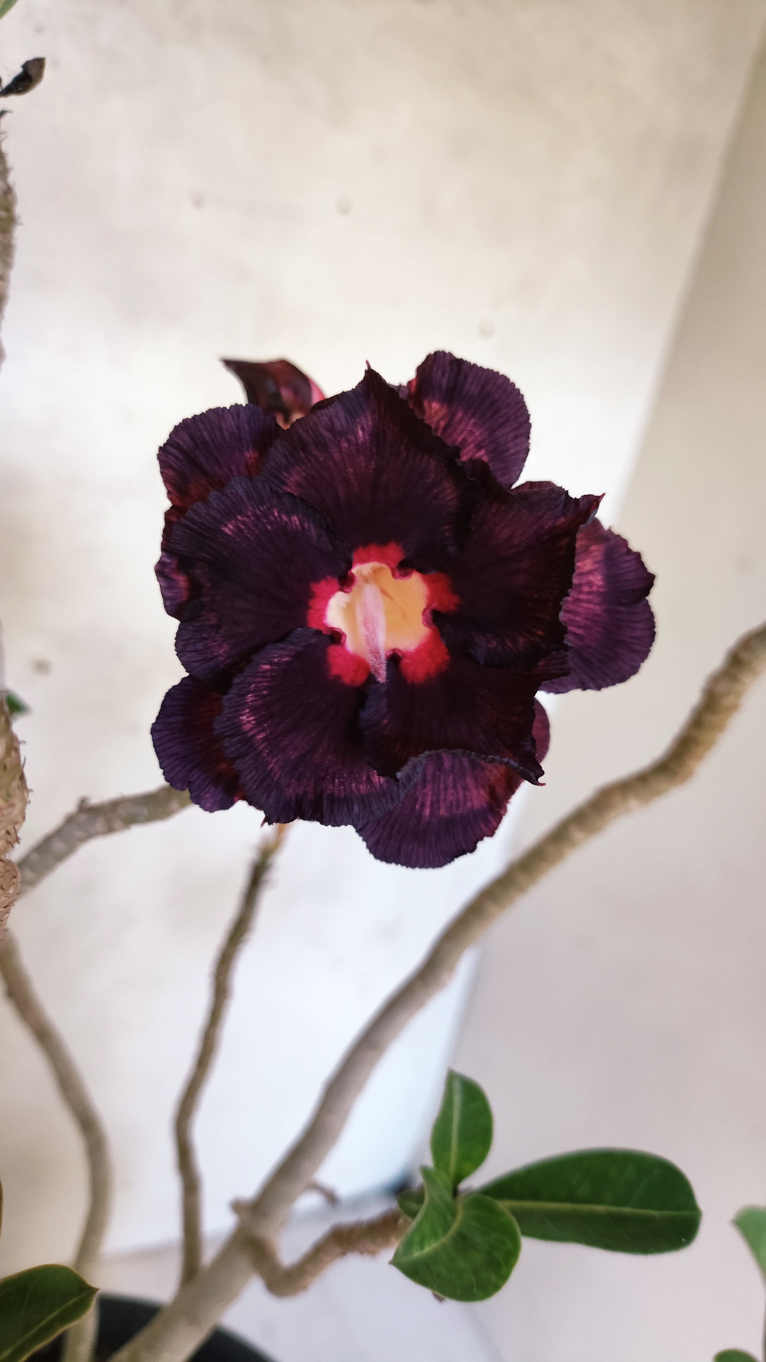 Planta Dobrada 3347 – 45cm – 4 anos