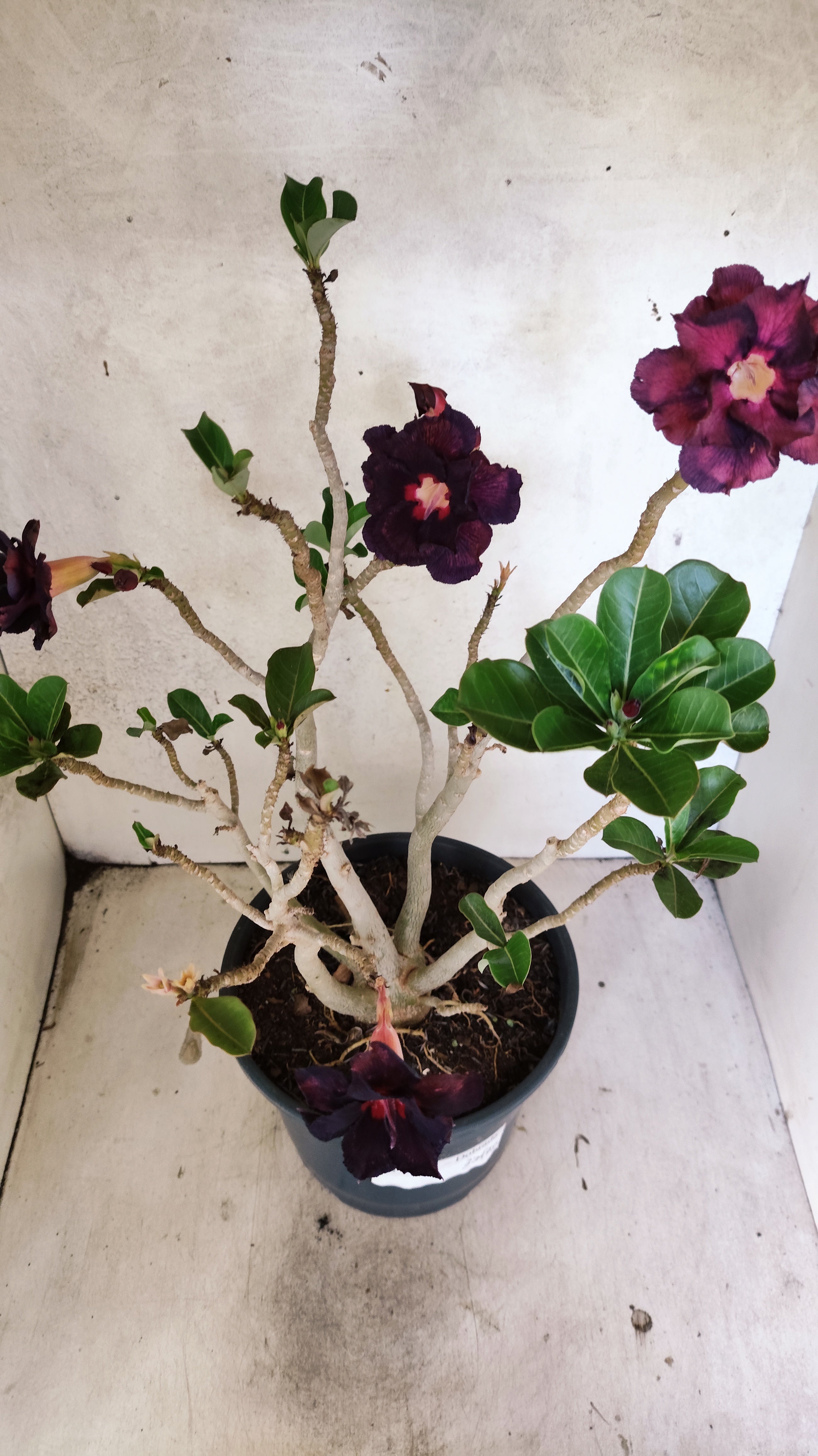 Planta Dobrada 3347 – 45cm – 4 anos