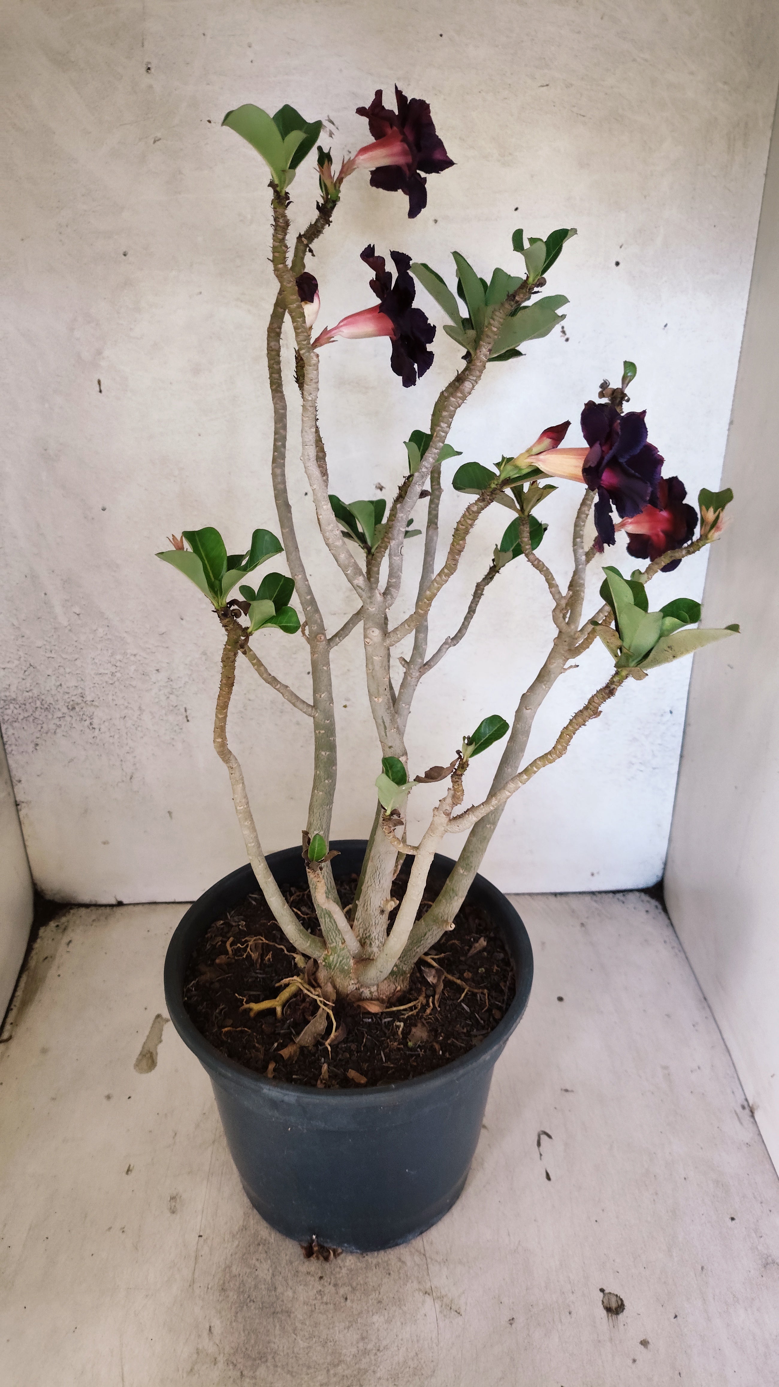 Planta Dobrada 3347 – 45cm – 4 anos