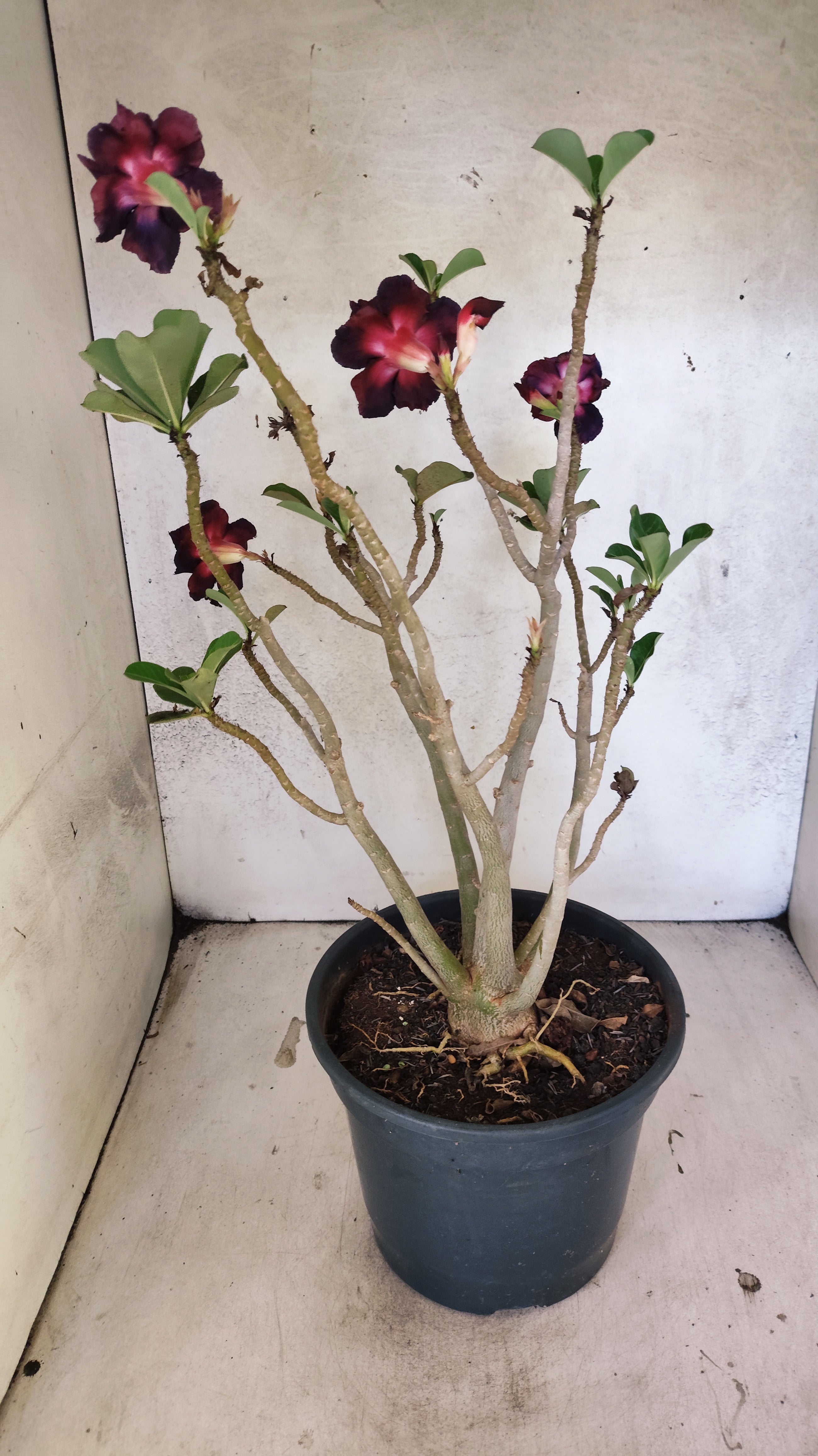 Planta Dobrada 3347 – 45cm – 4 anos