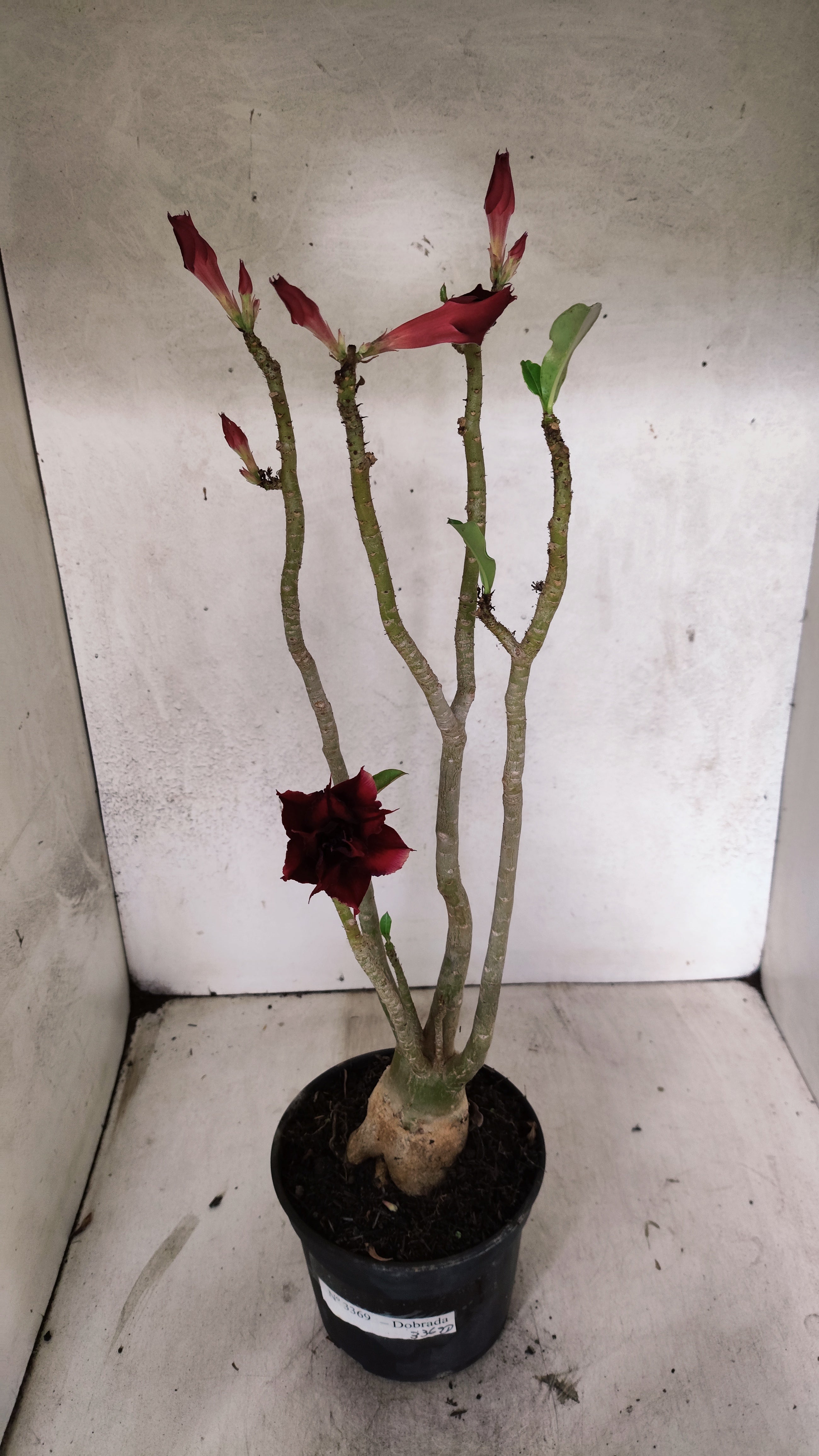 Planta Dobrada 3369 – 35cm – 03 anos