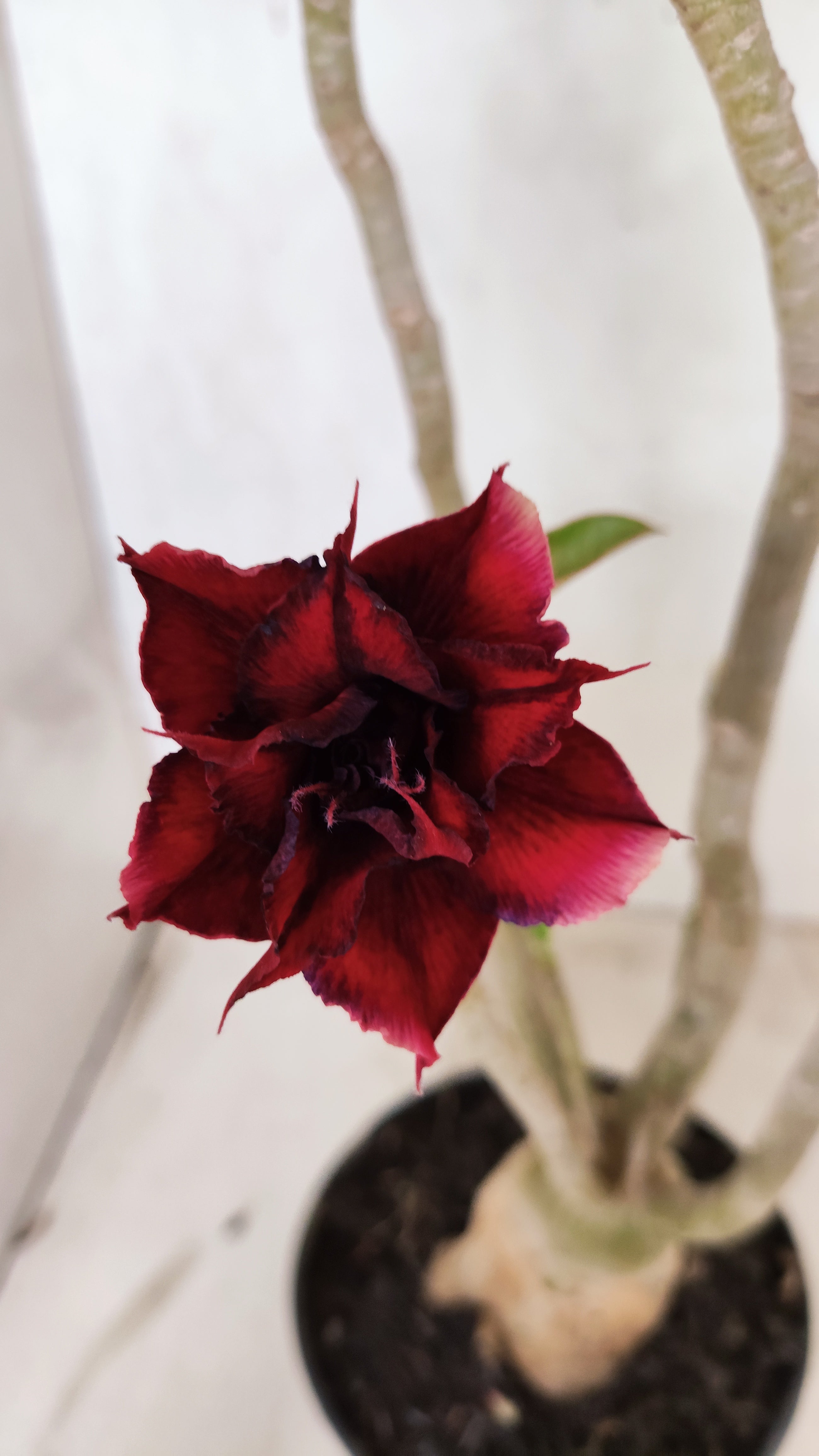 Planta Dobrada 3369 – 35cm – 03 anos
