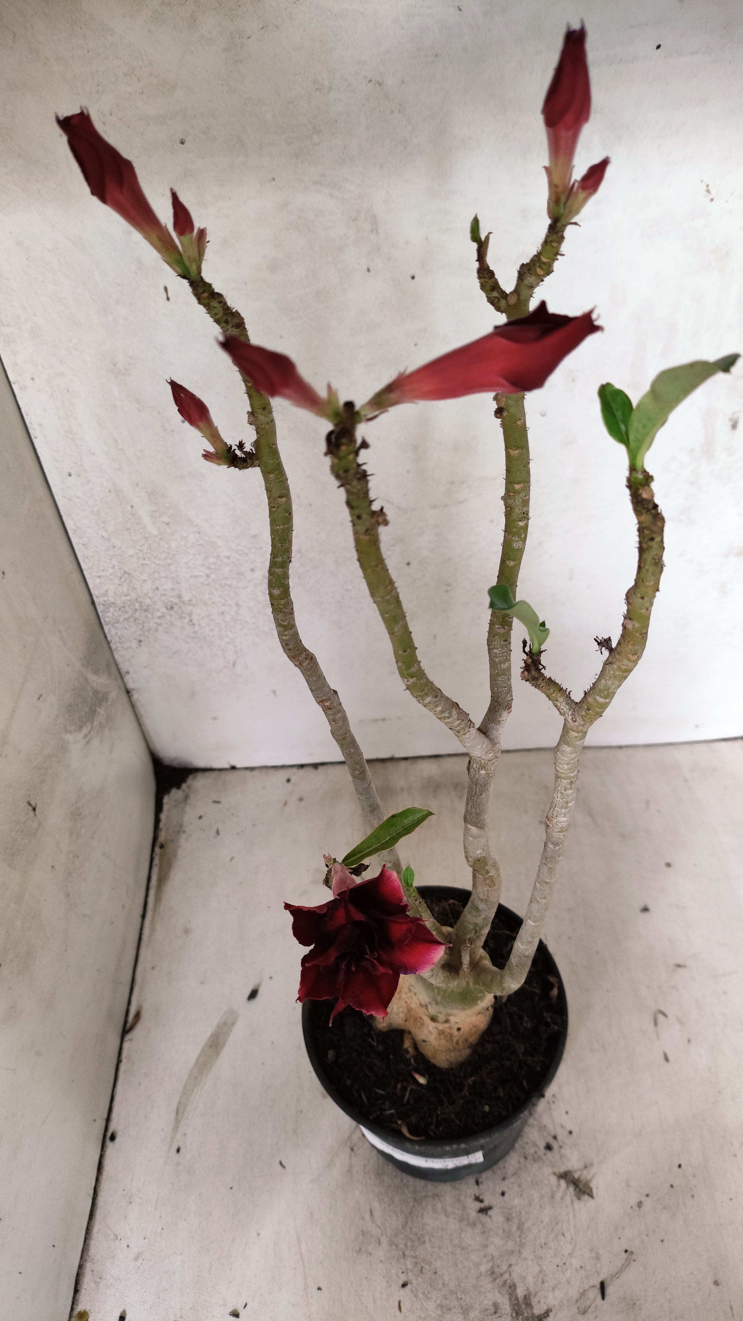 Planta Dobrada 3369 – 35cm – 03 anos