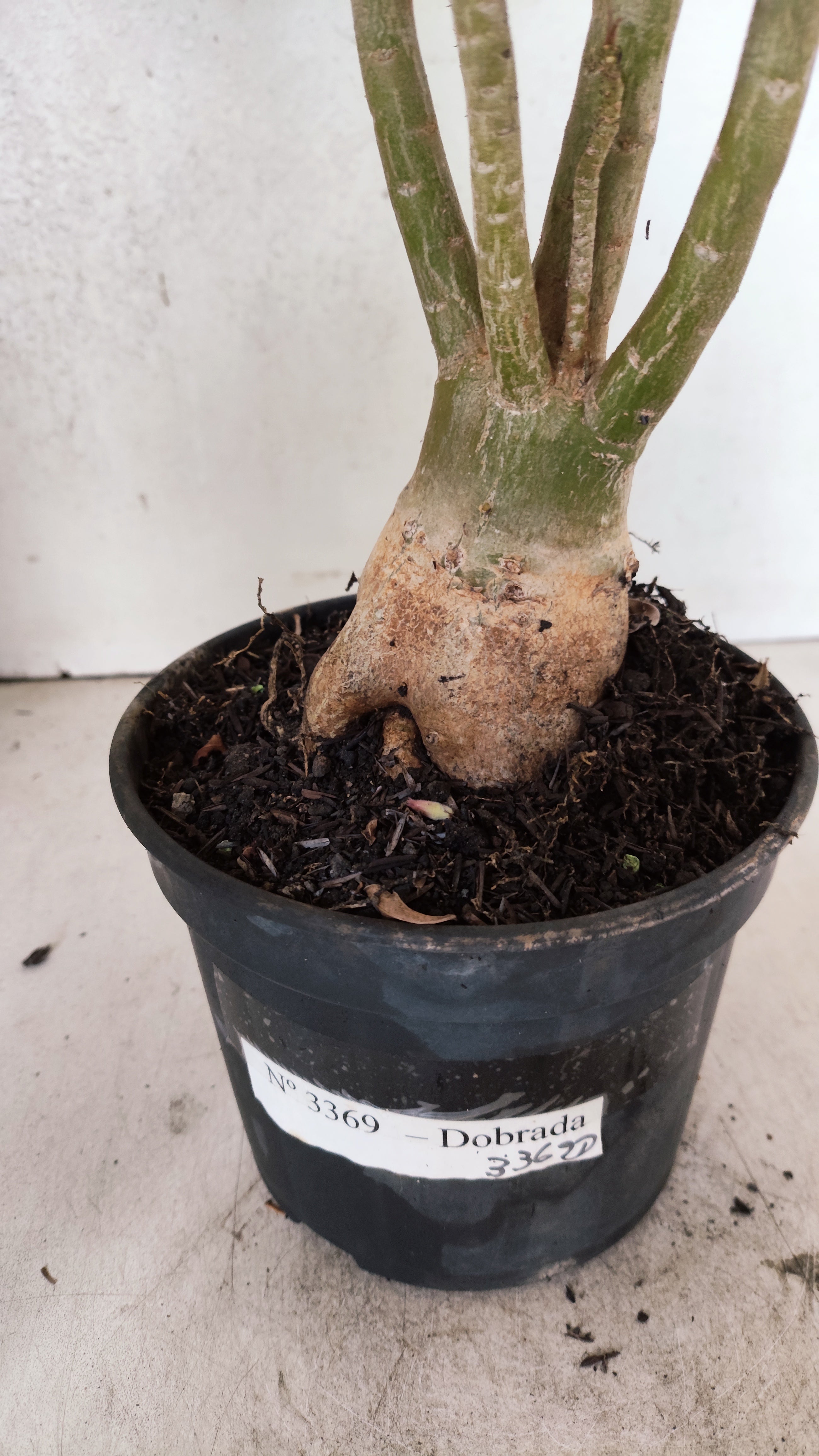 Planta Dobrada 3369 – 35cm – 03 anos