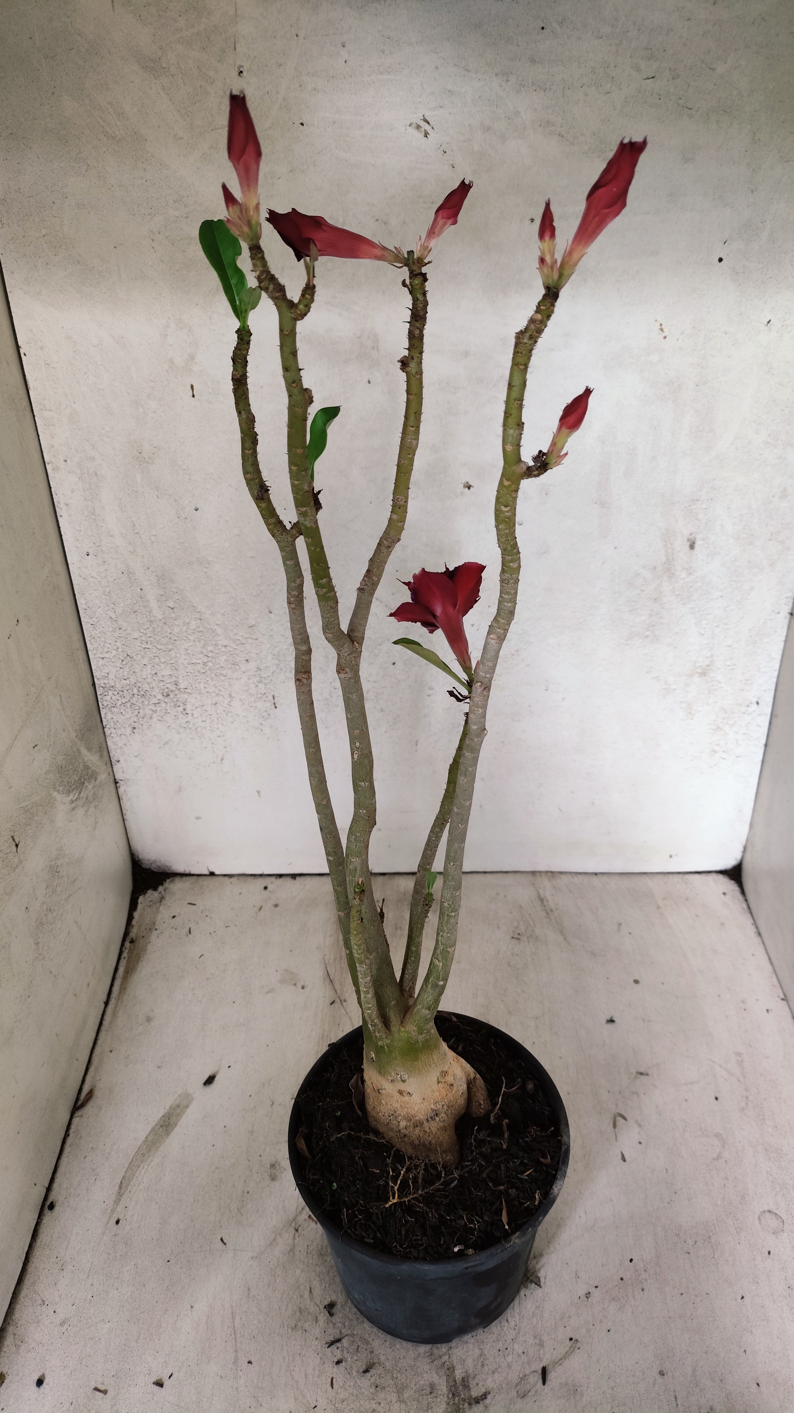 Planta Dobrada 3369 – 35cm – 03 anos