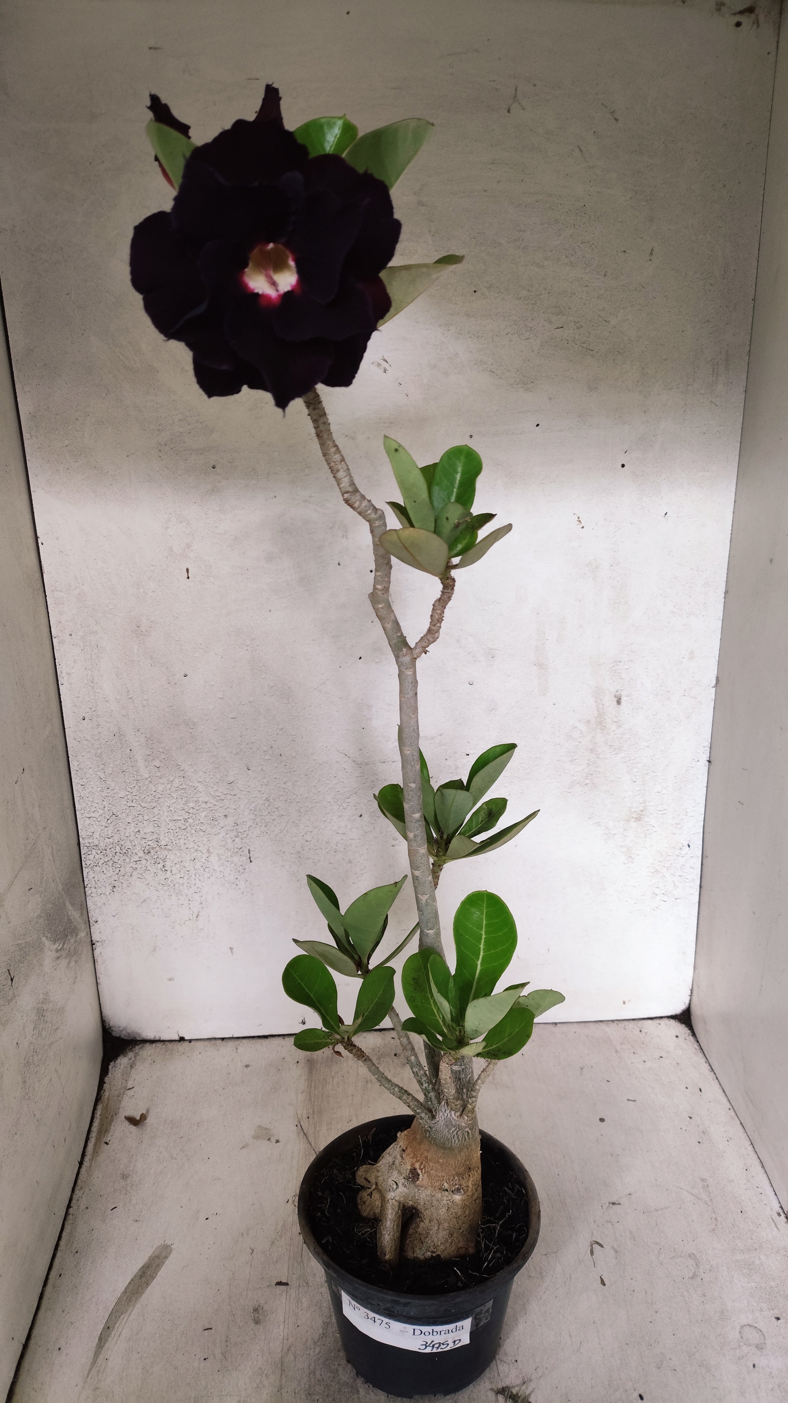 Planta Dobrada 3475 – 35cm – 03 anos