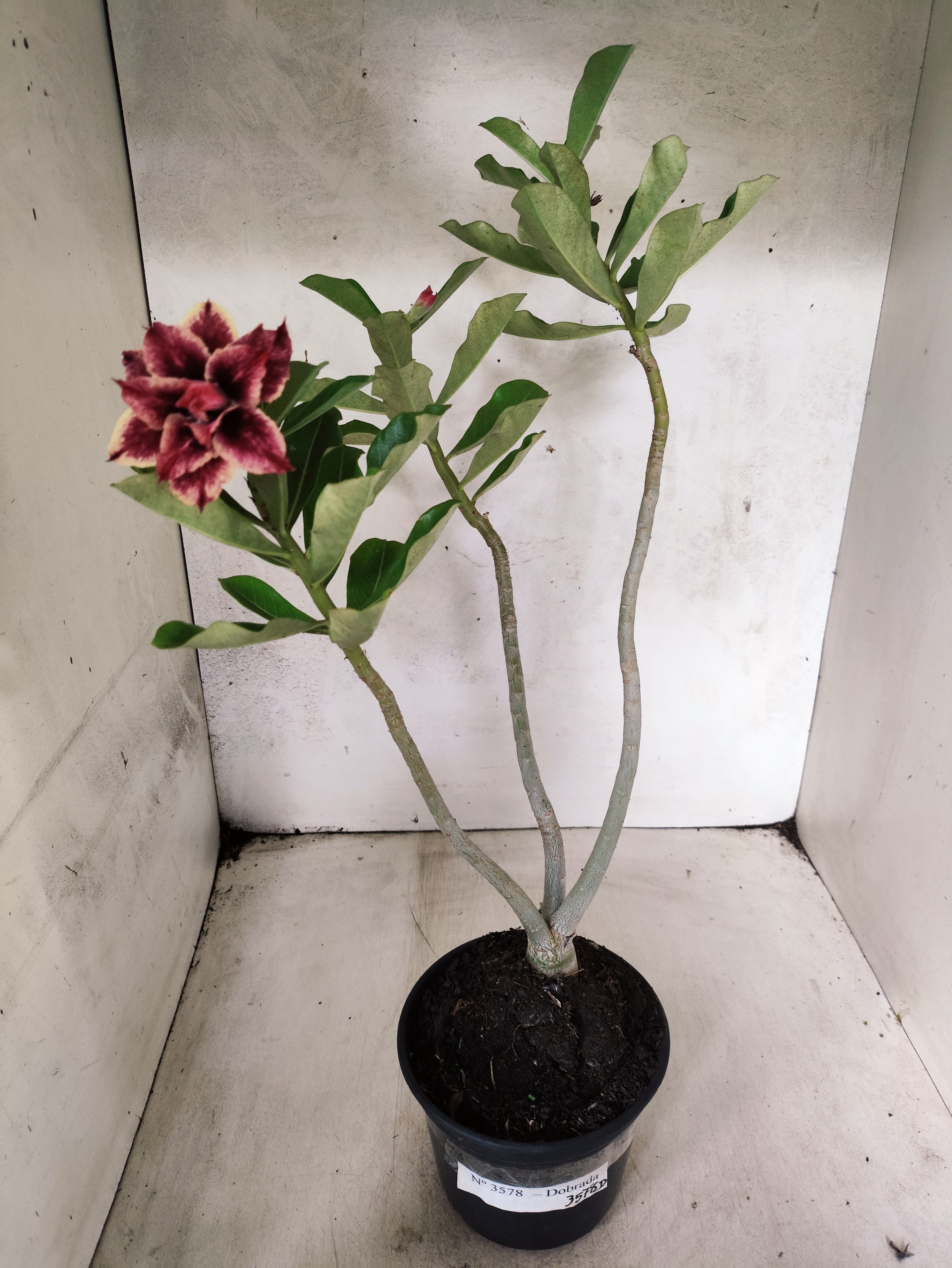 Planta Dobrada 3578 – 35cm – 03 anos