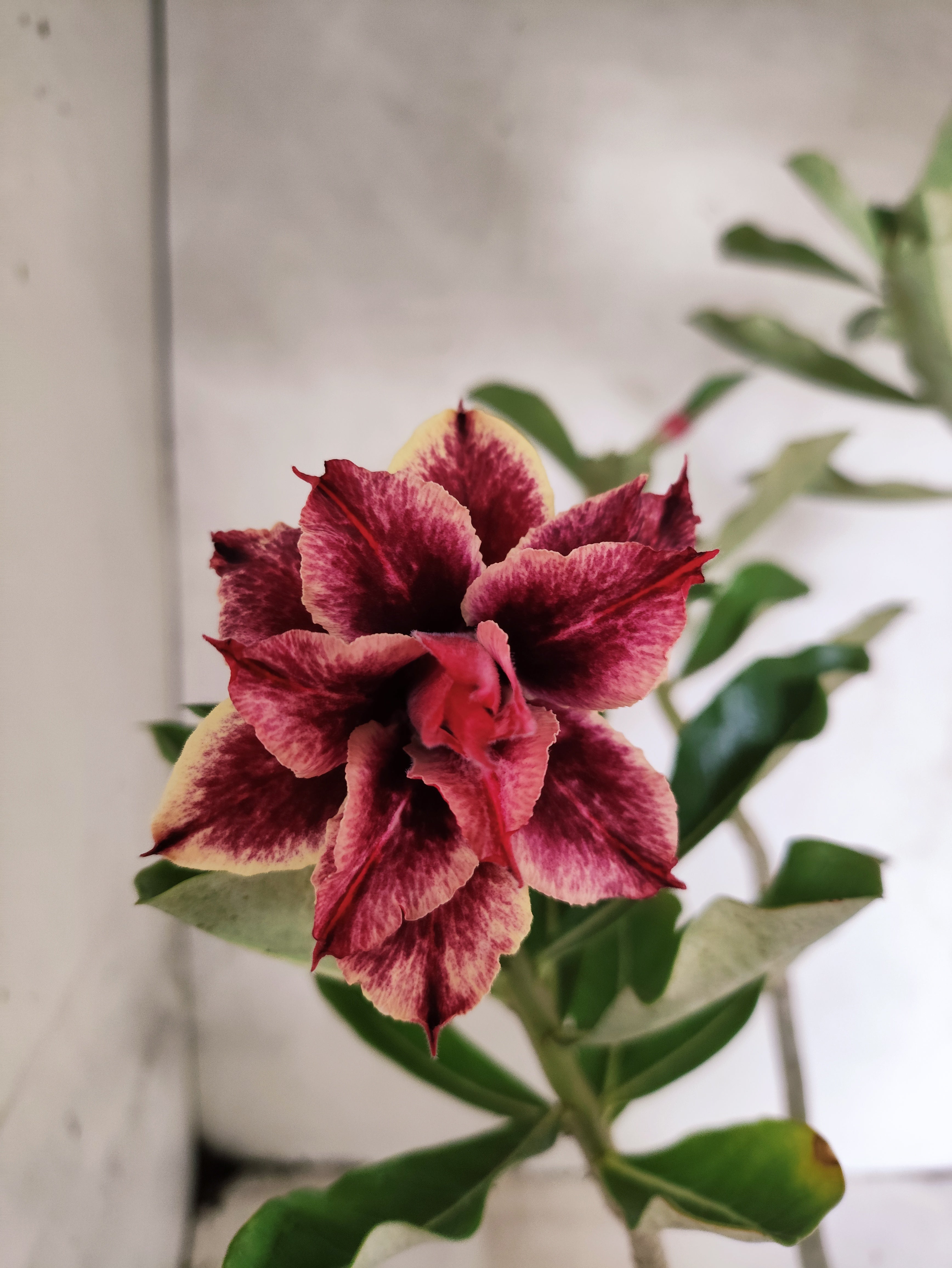 Planta Dobrada 3578 – 35cm – 03 anos