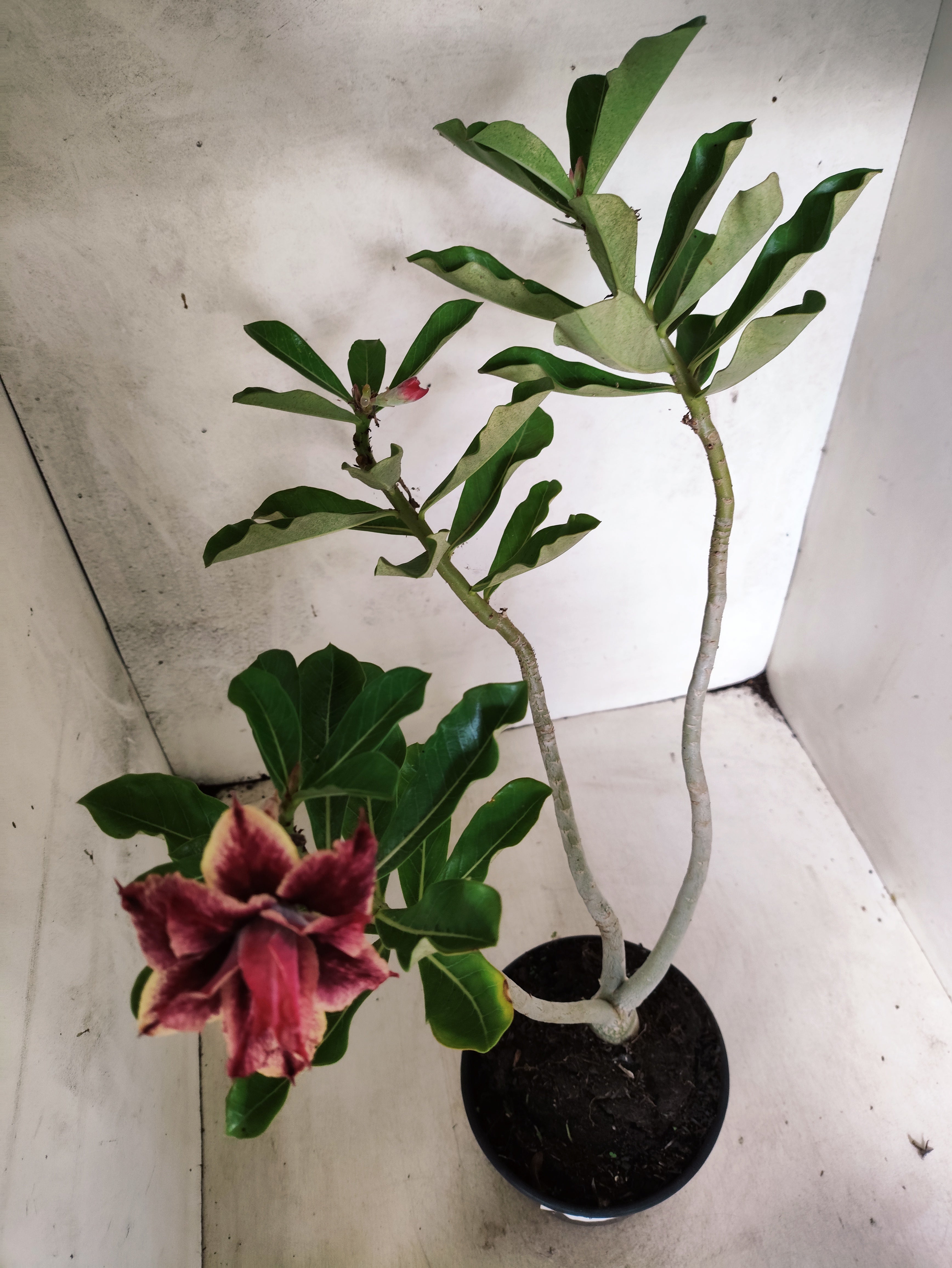 Planta Dobrada 3578 – 35cm – 03 anos