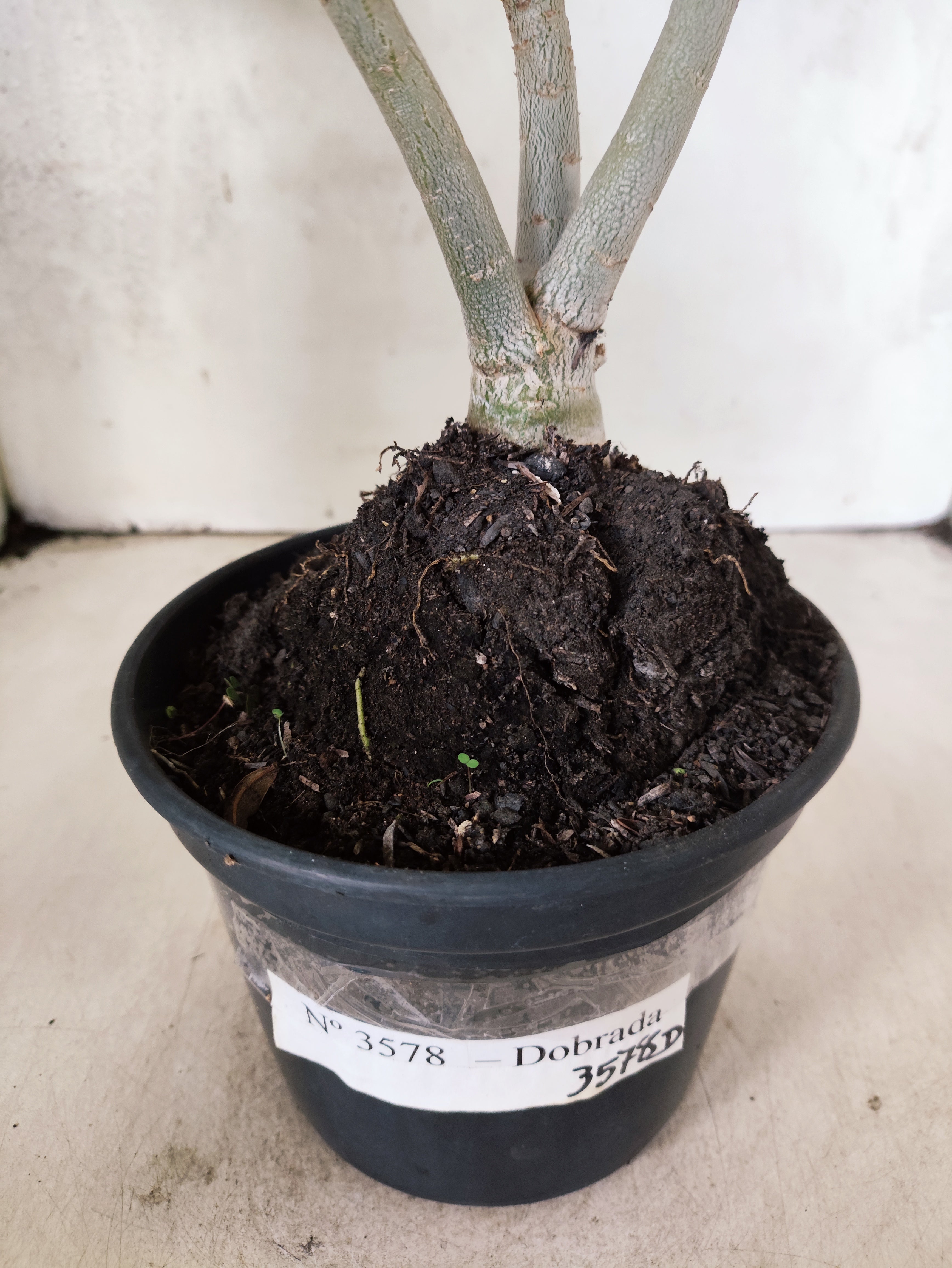 Planta Dobrada 3578 – 35cm – 03 anos