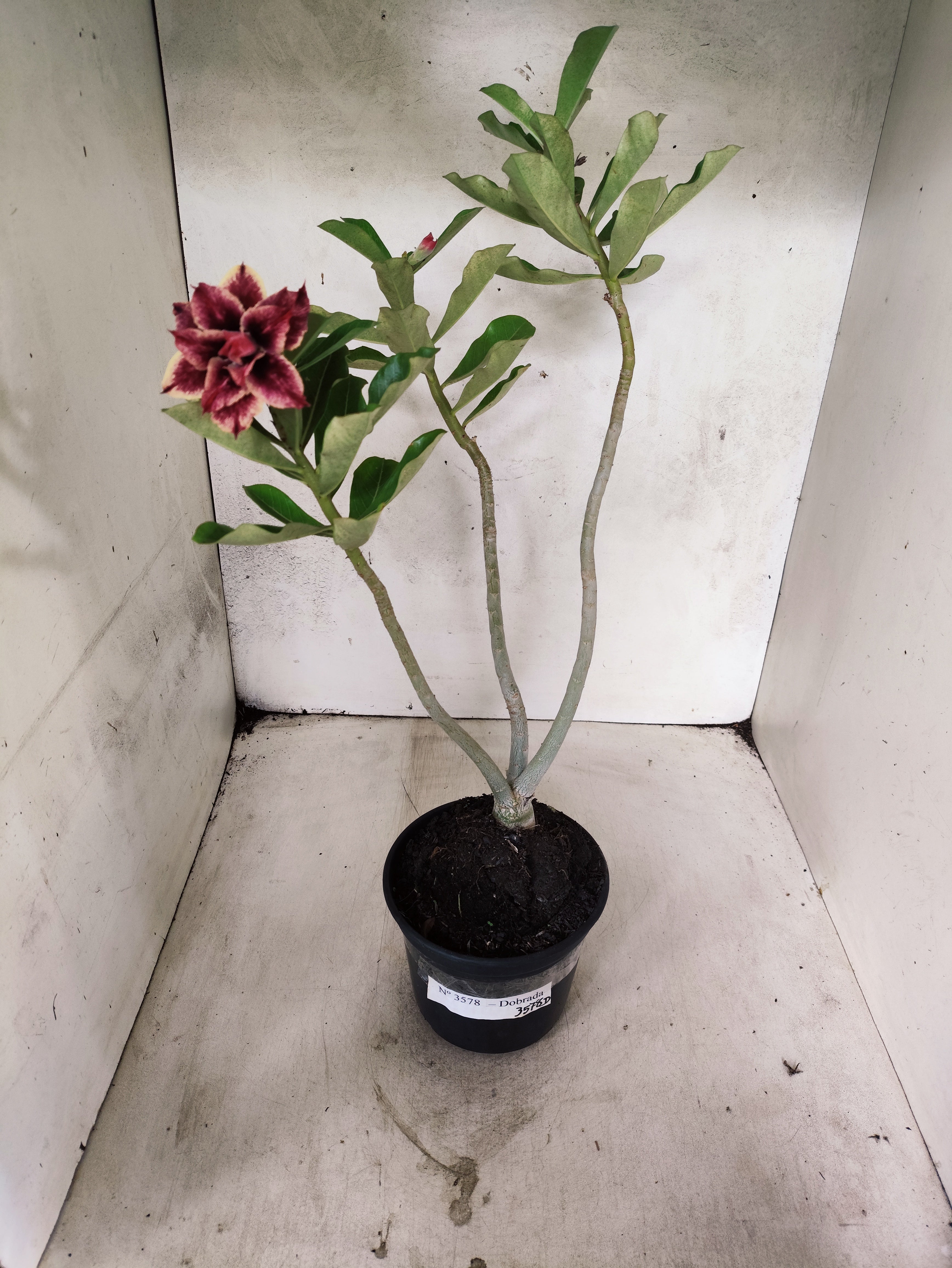Planta Dobrada 3578 – 35cm – 03 anos