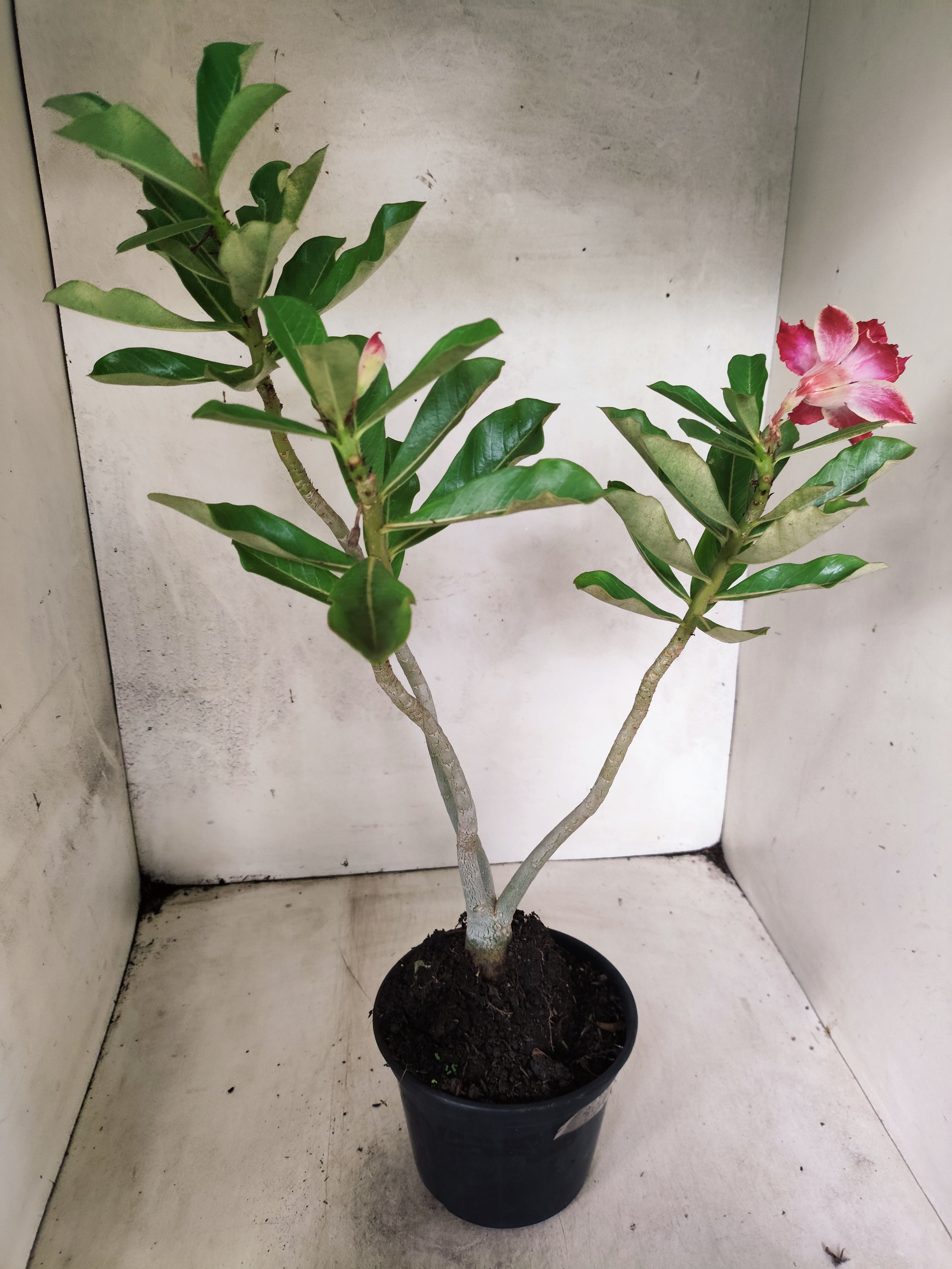 Planta Dobrada 3578 – 35cm – 03 anos