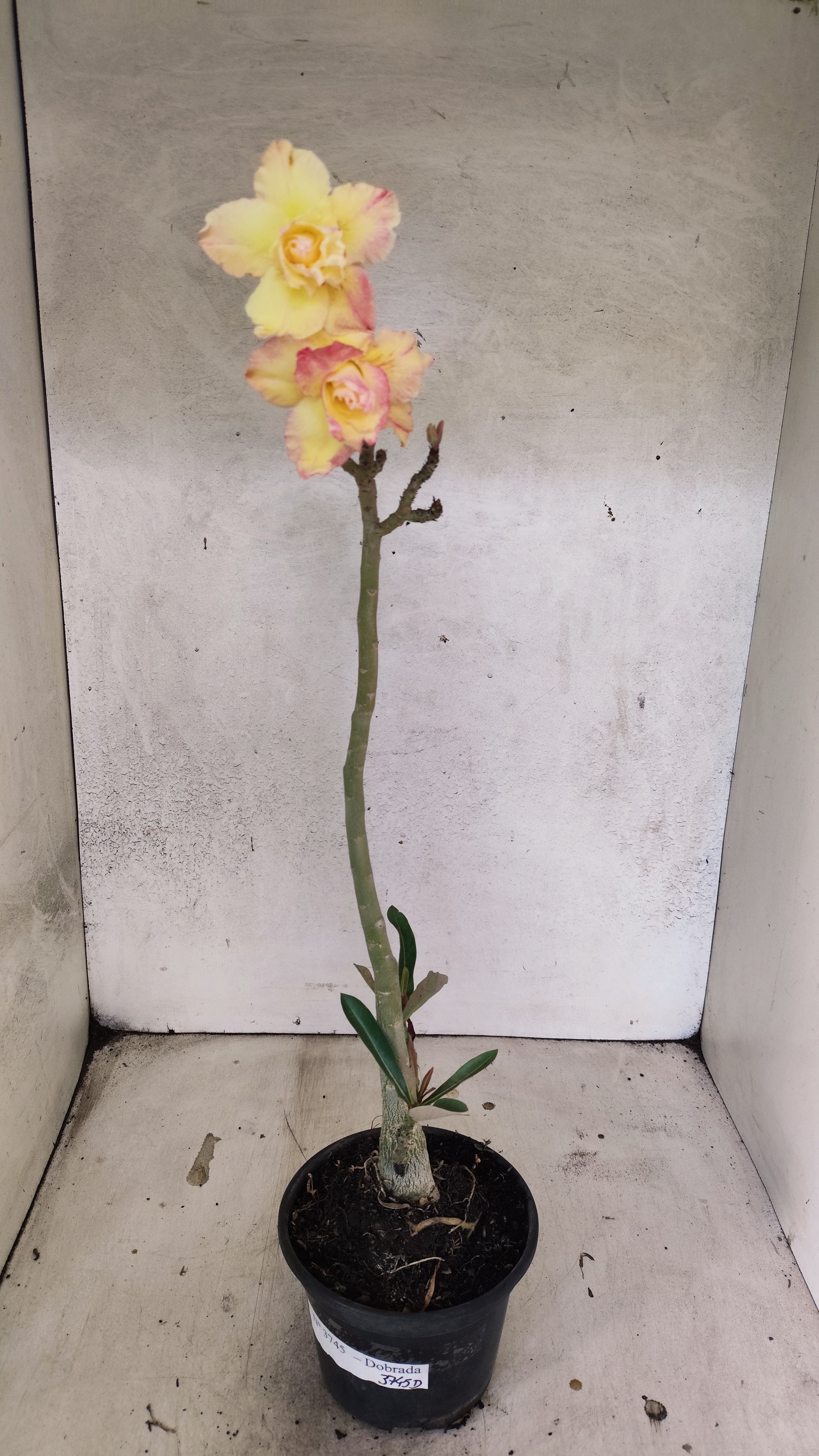 Planta Dobrada 3745 – 30cm – 02 anos