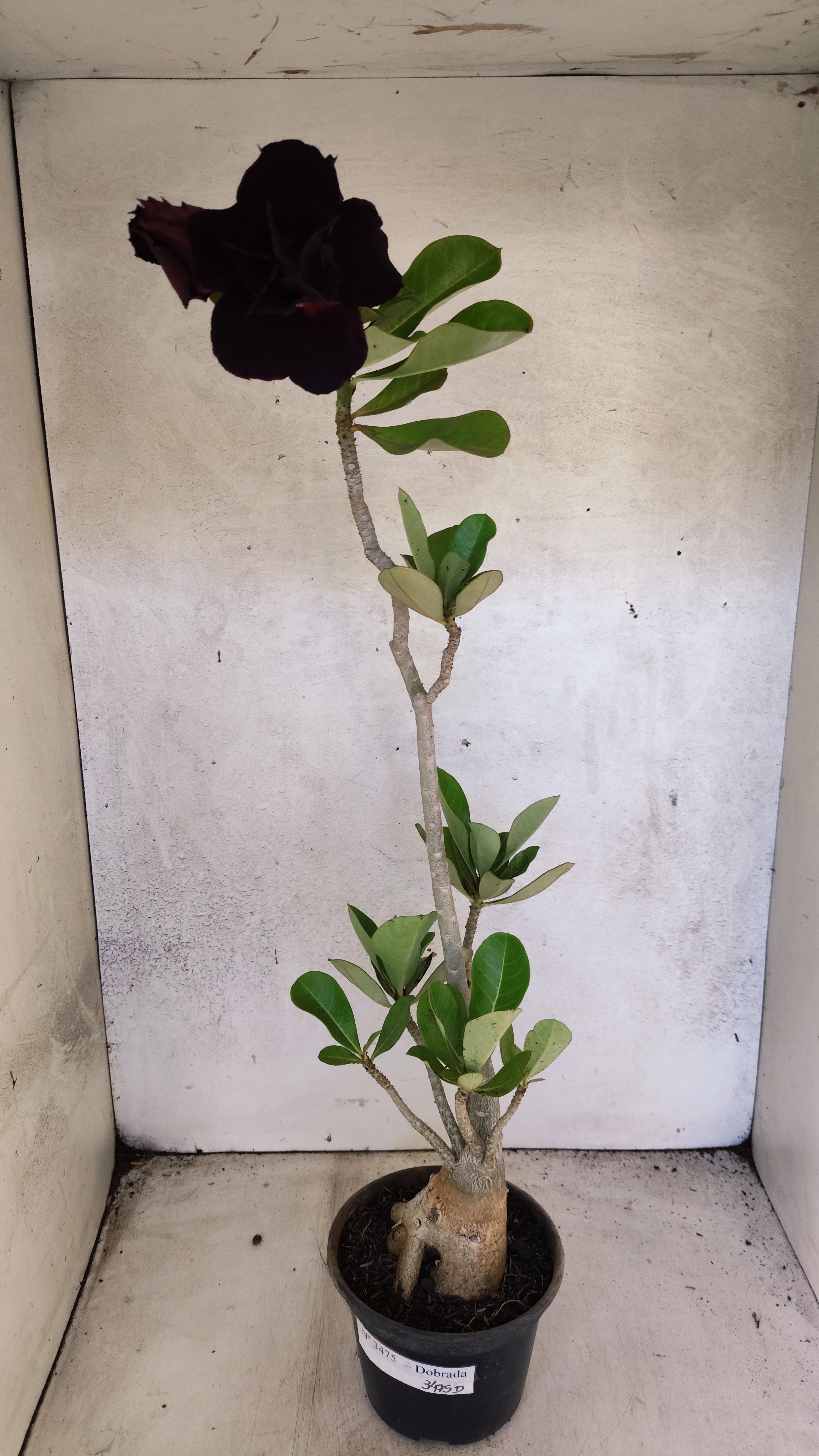 Planta Dobrada 3475 – 35cm – 03 anos