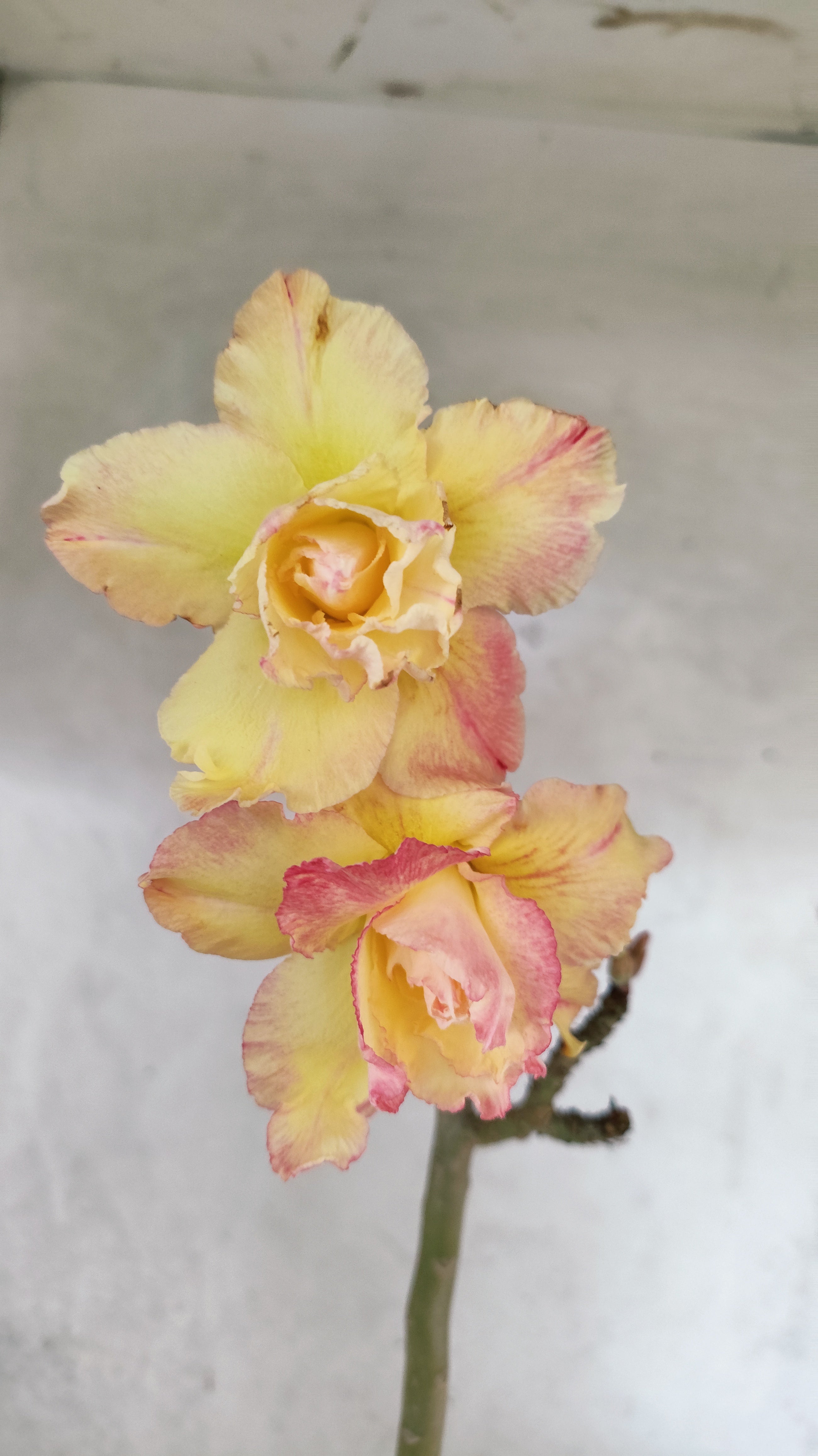 Planta Dobrada 3745 – 30cm – 02 anos