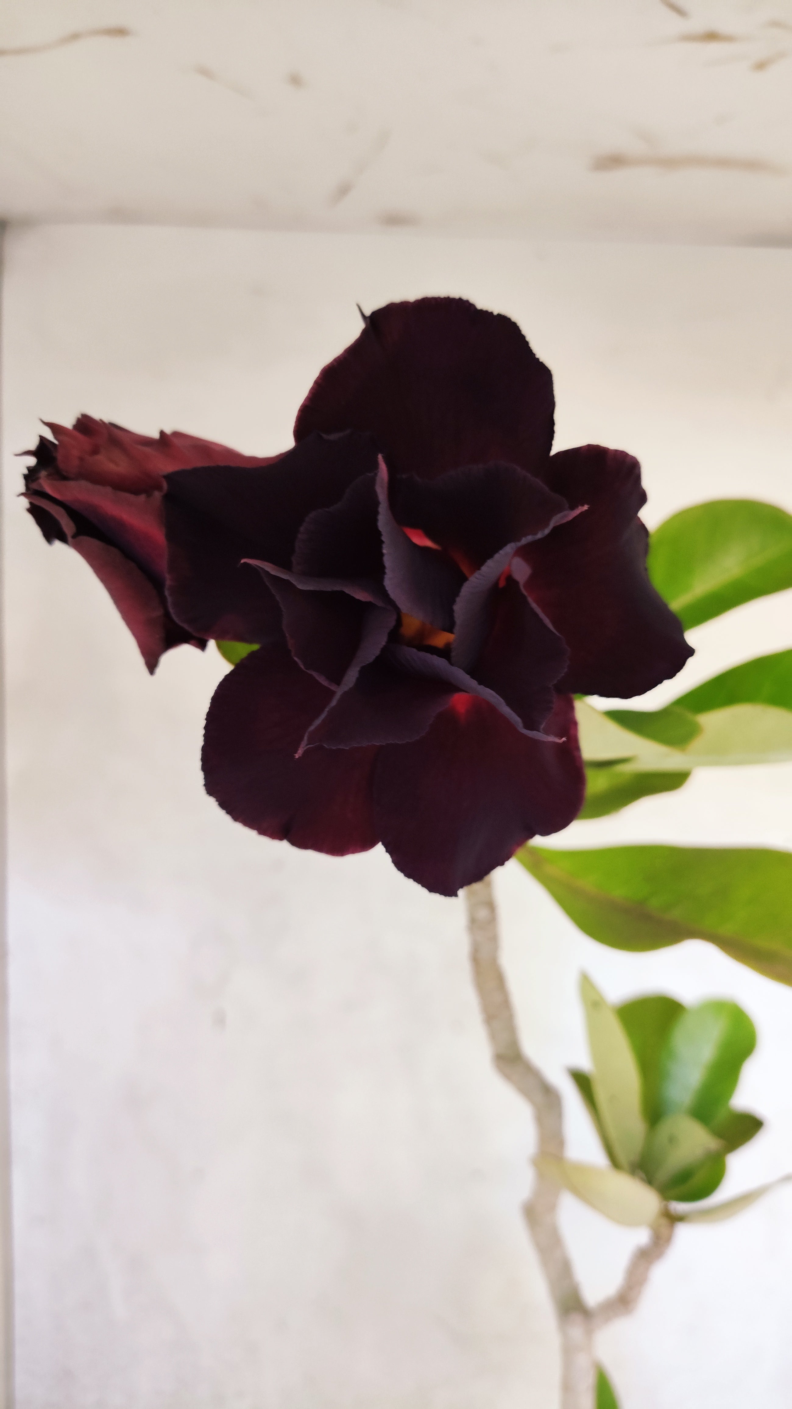 Planta Dobrada 3475 – 35cm – 03 anos
