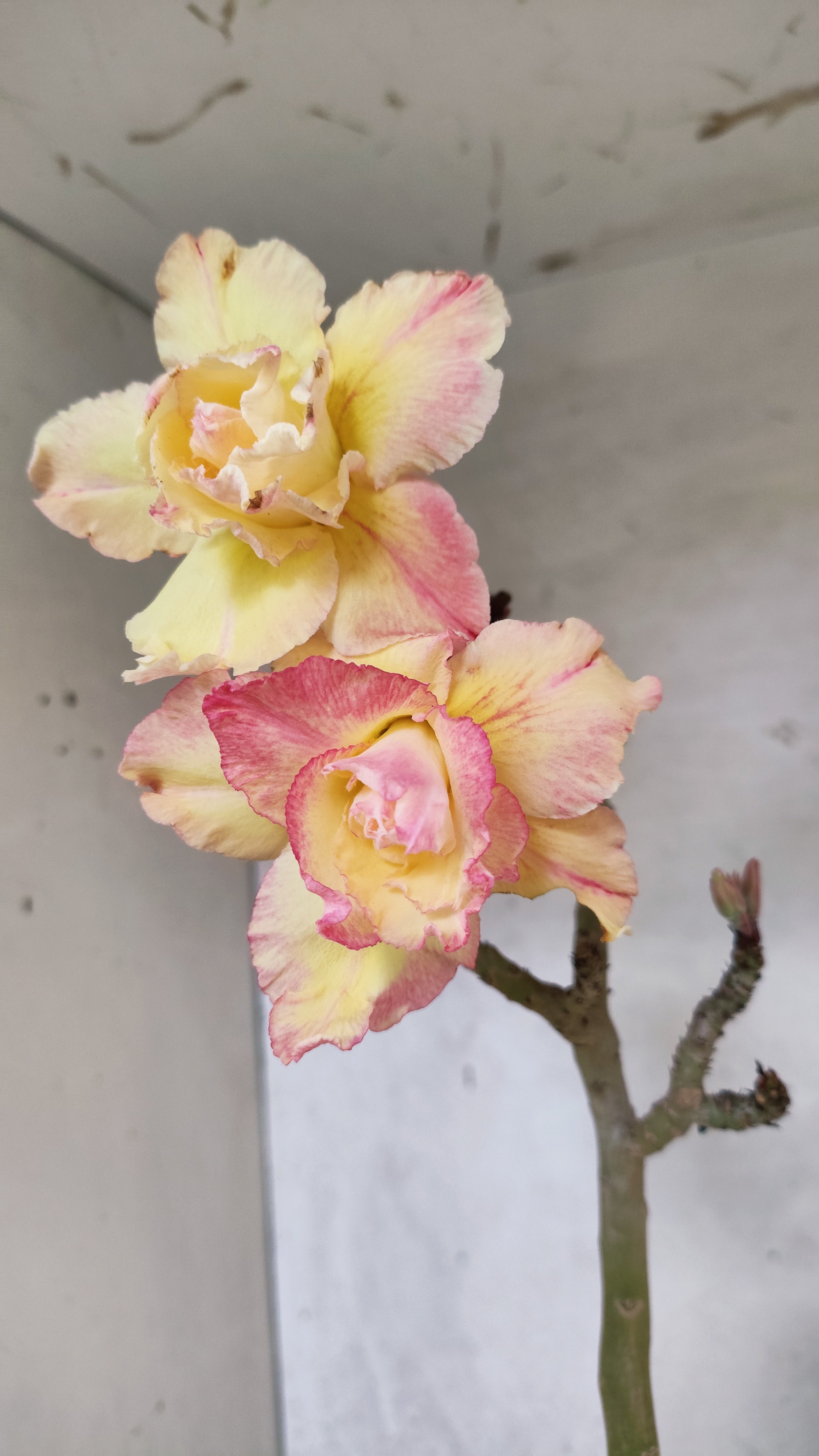 Planta Dobrada 3745 – 30cm – 02 anos