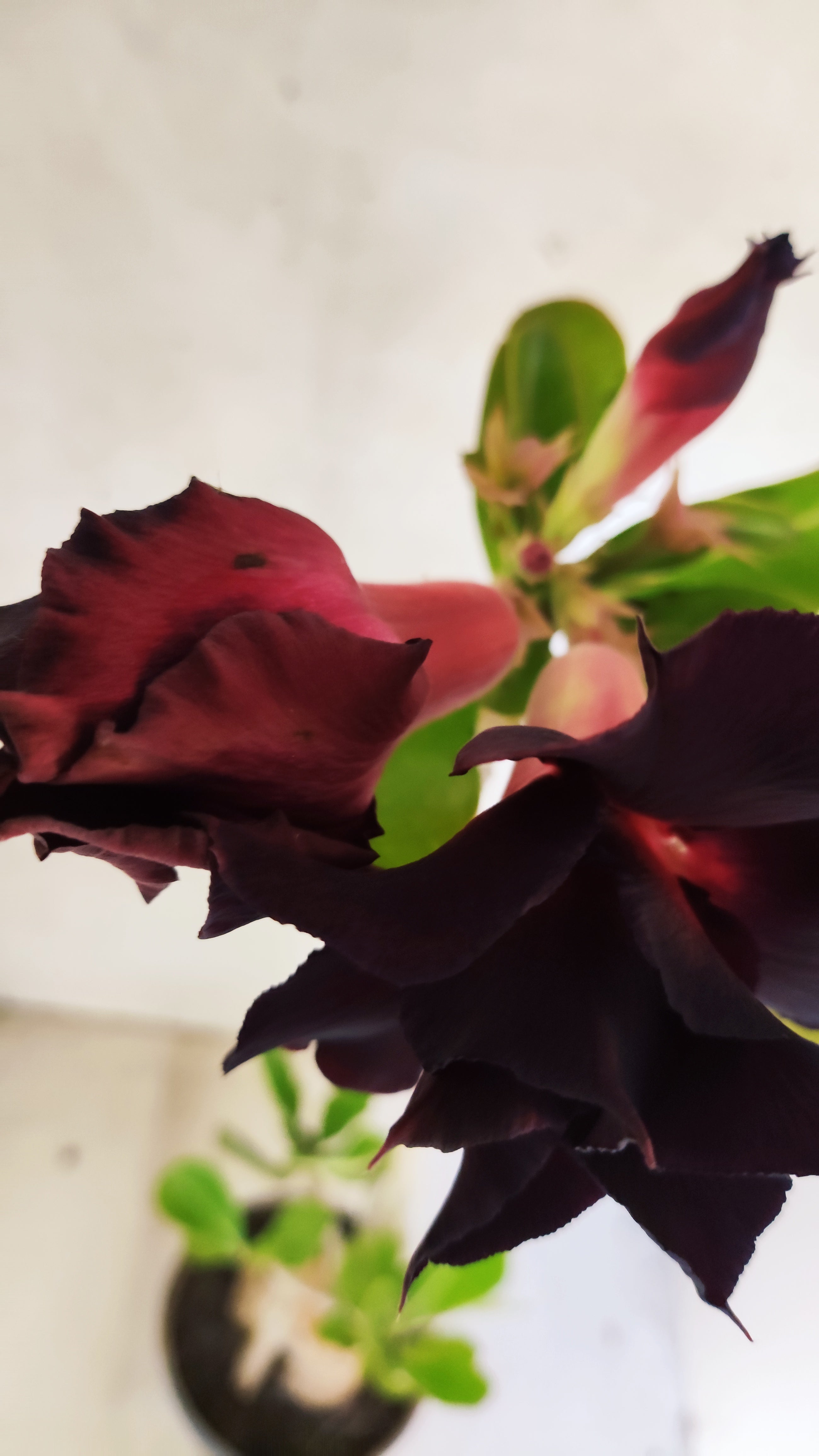 Planta Dobrada 3475 – 35cm – 03 anos