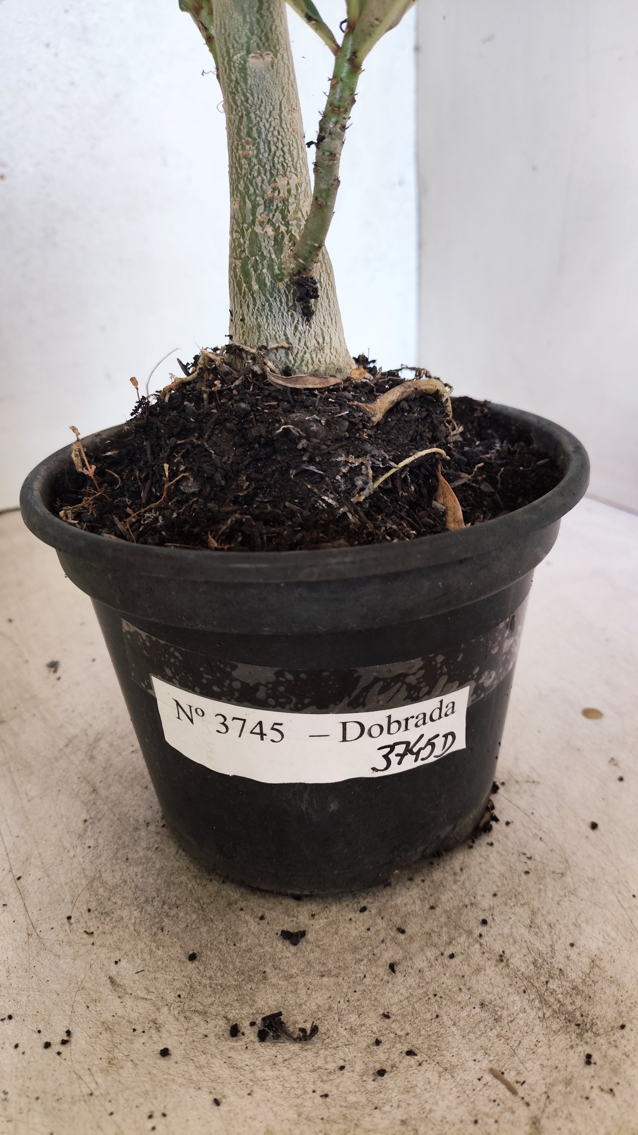 Planta Dobrada 3745 – 30cm – 02 anos