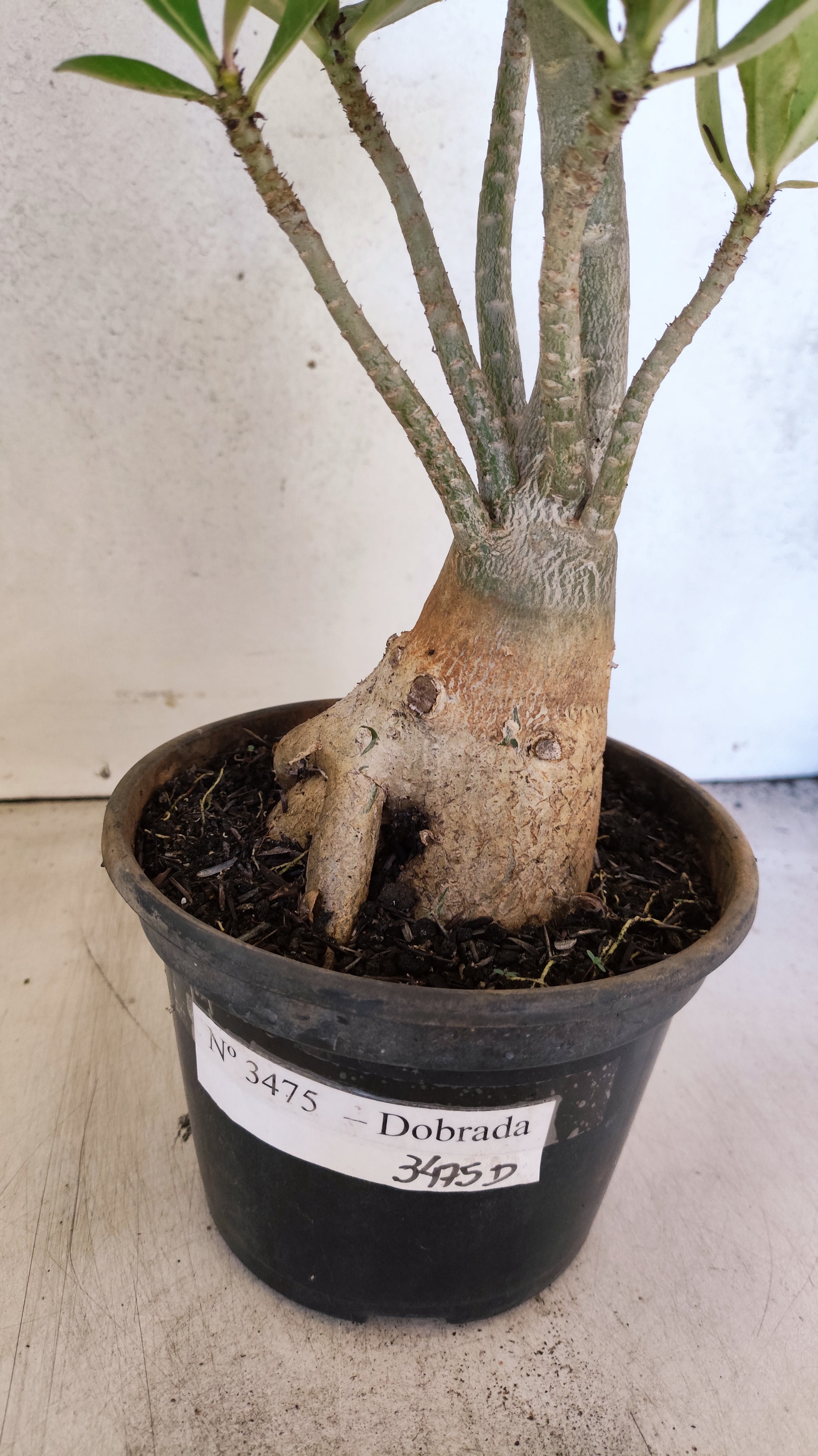 Planta Dobrada 3475 – 35cm – 03 anos