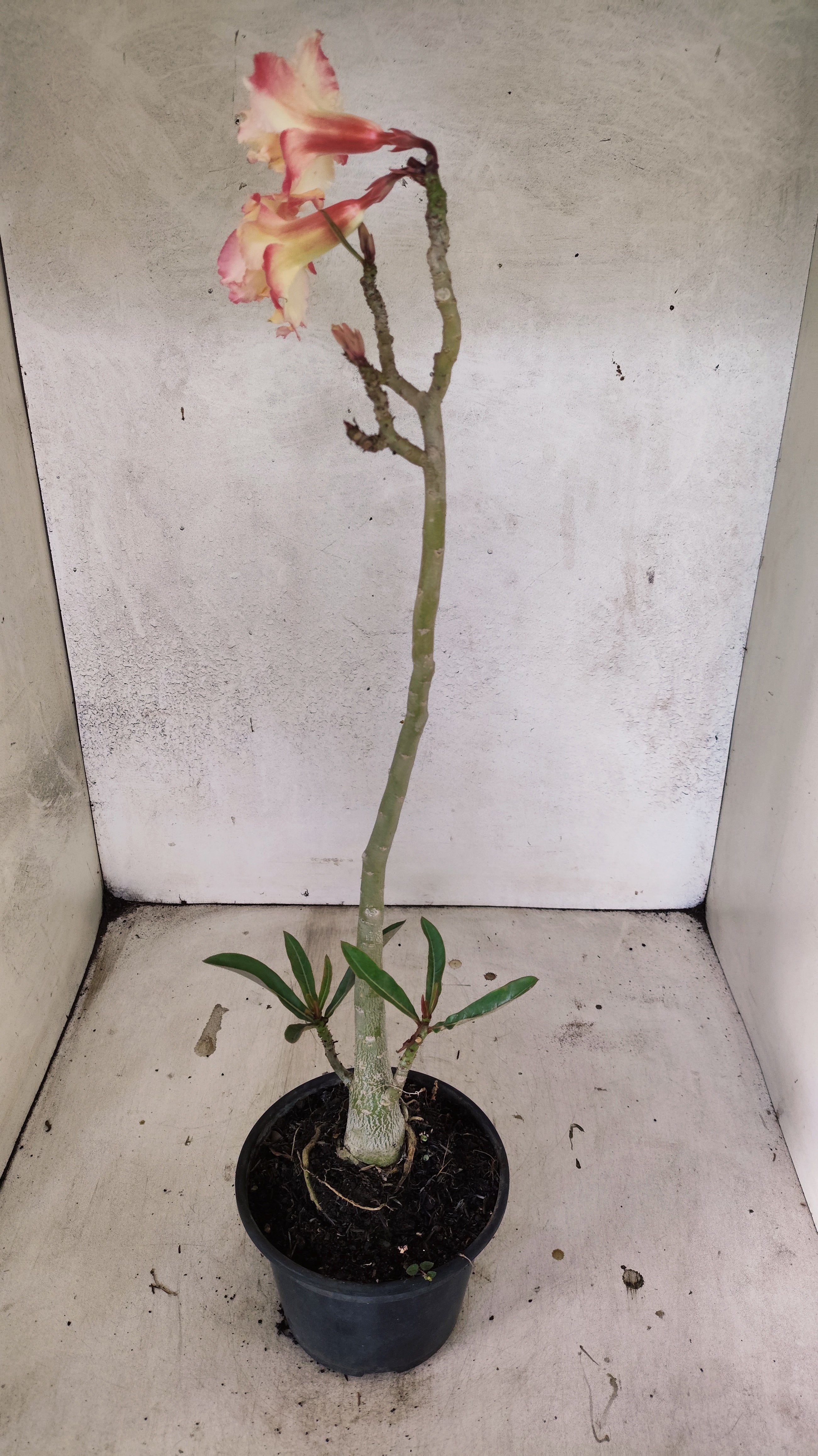 Planta Dobrada 3745 – 30cm – 02 anos