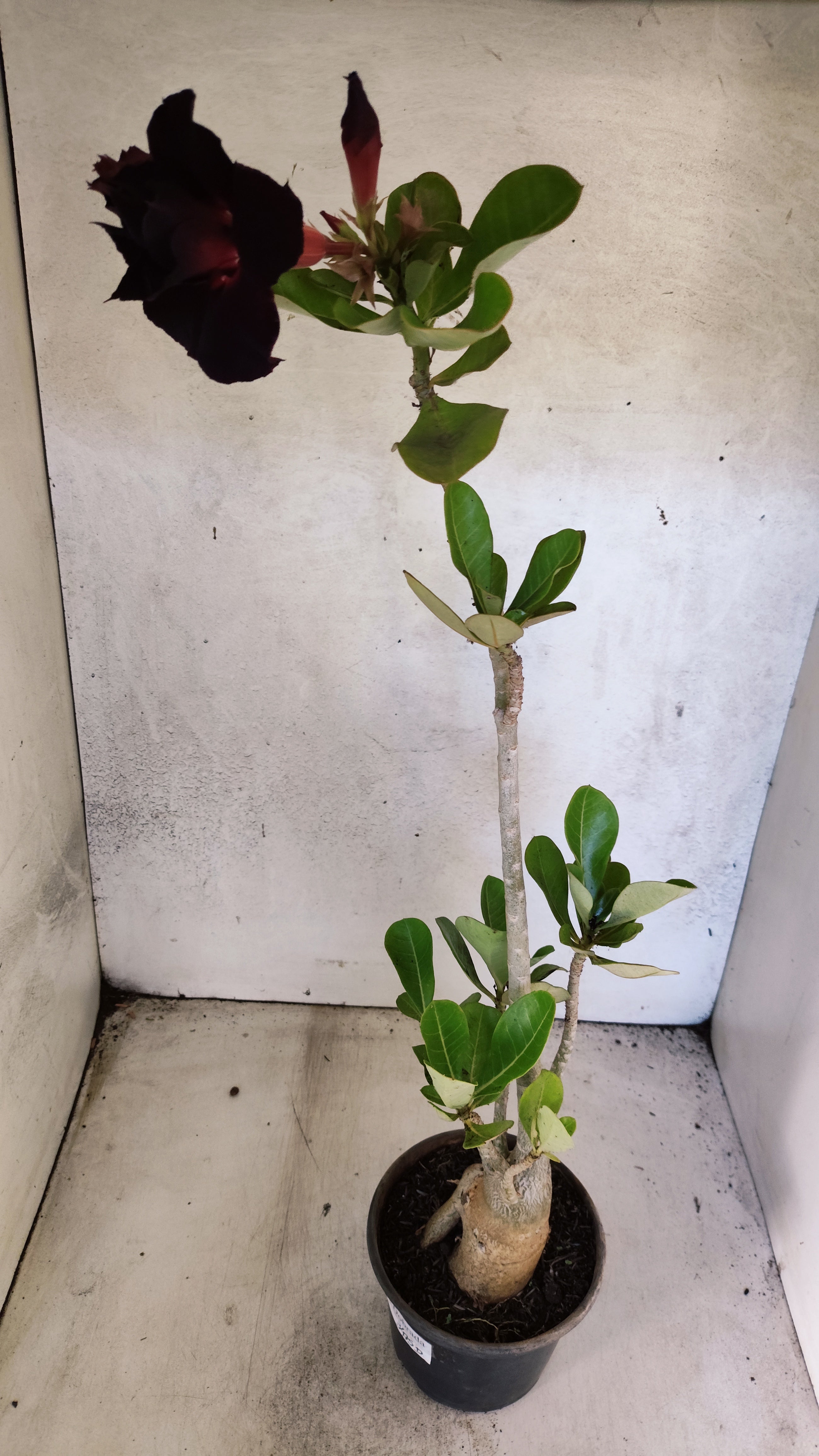 Planta Dobrada 3475 – 35cm – 03 anos