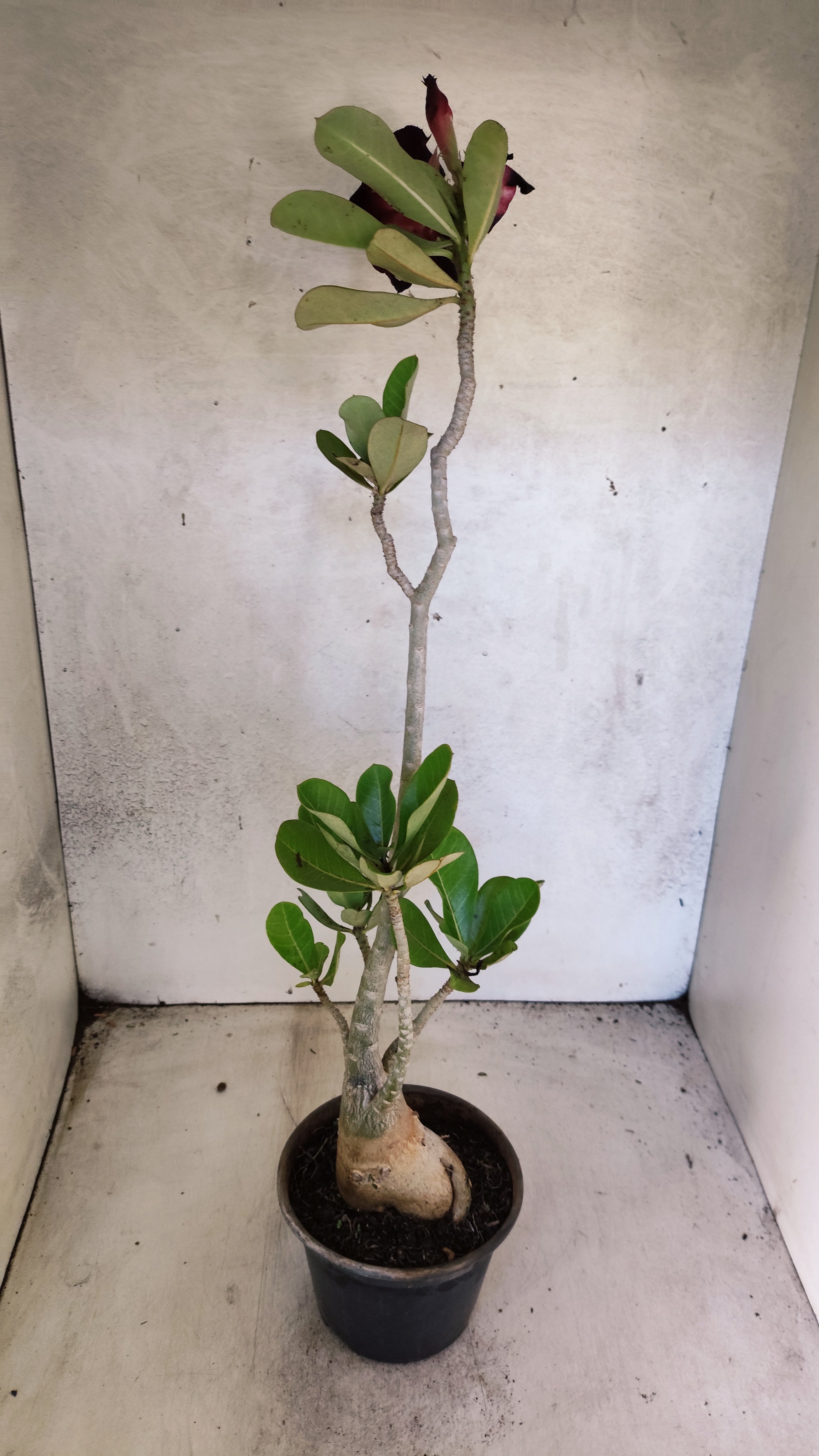 Planta Dobrada 3475 – 35cm – 03 anos