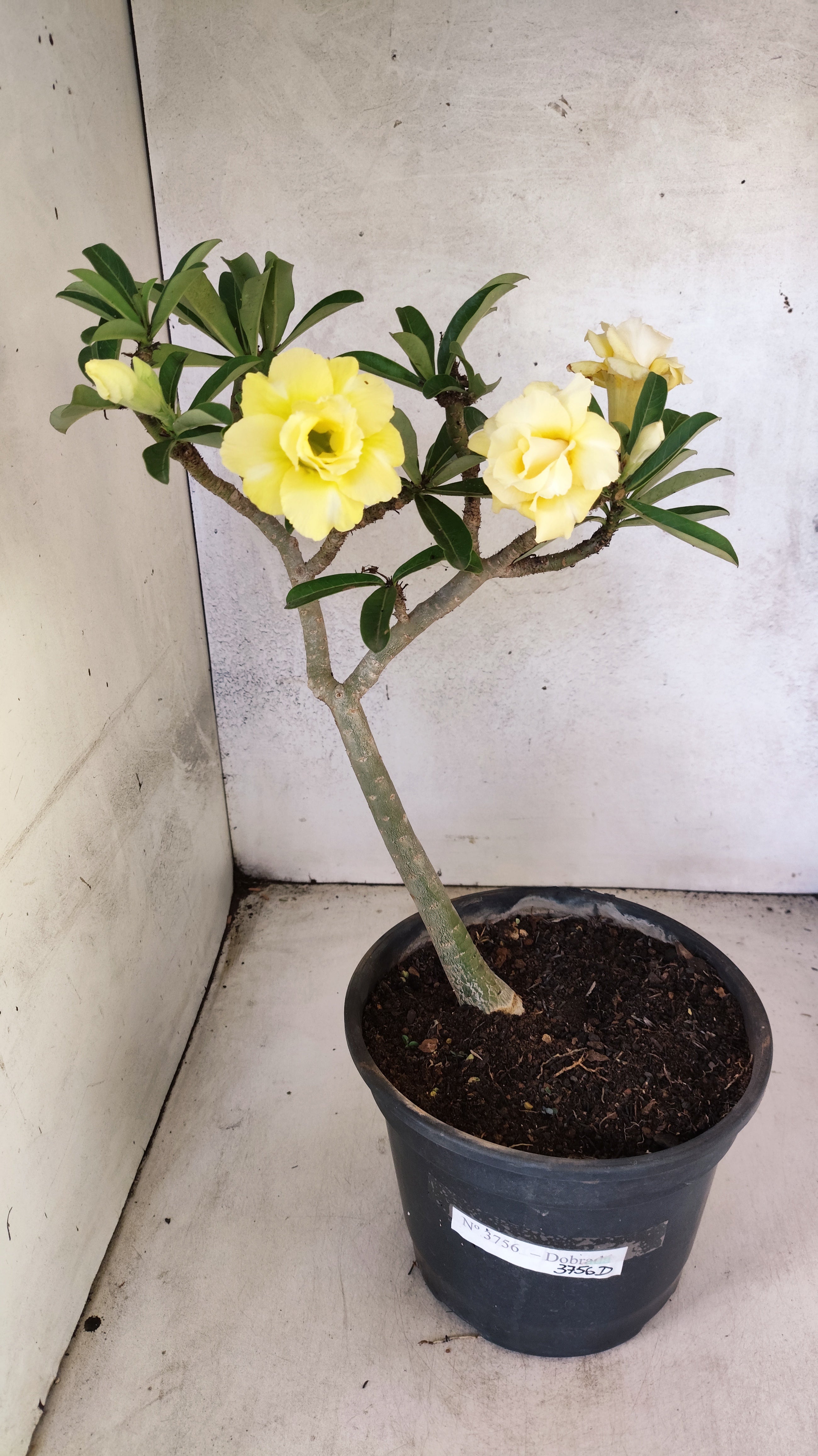 Planta Dobrada 3756 – 35cm – 03 anos