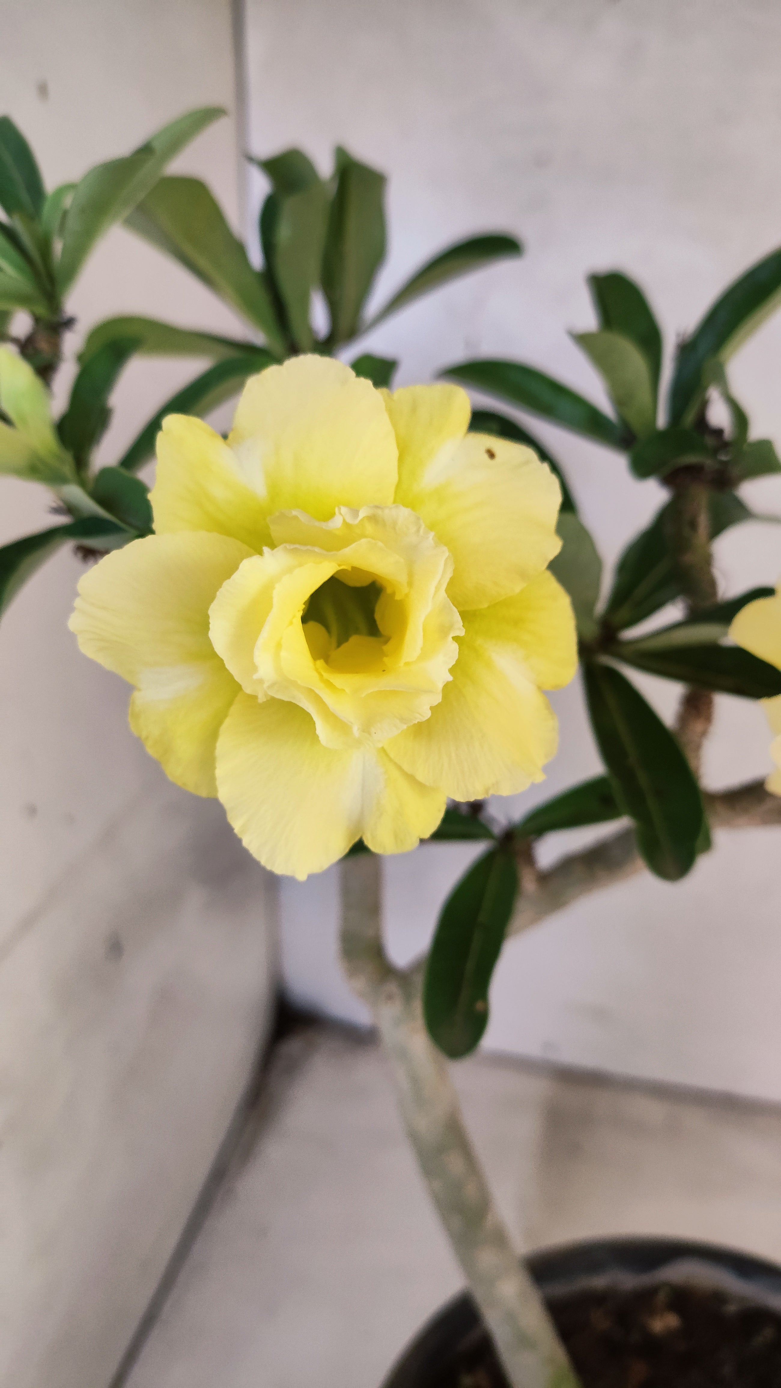 Planta Dobrada 3756 – 35cm – 03 anos