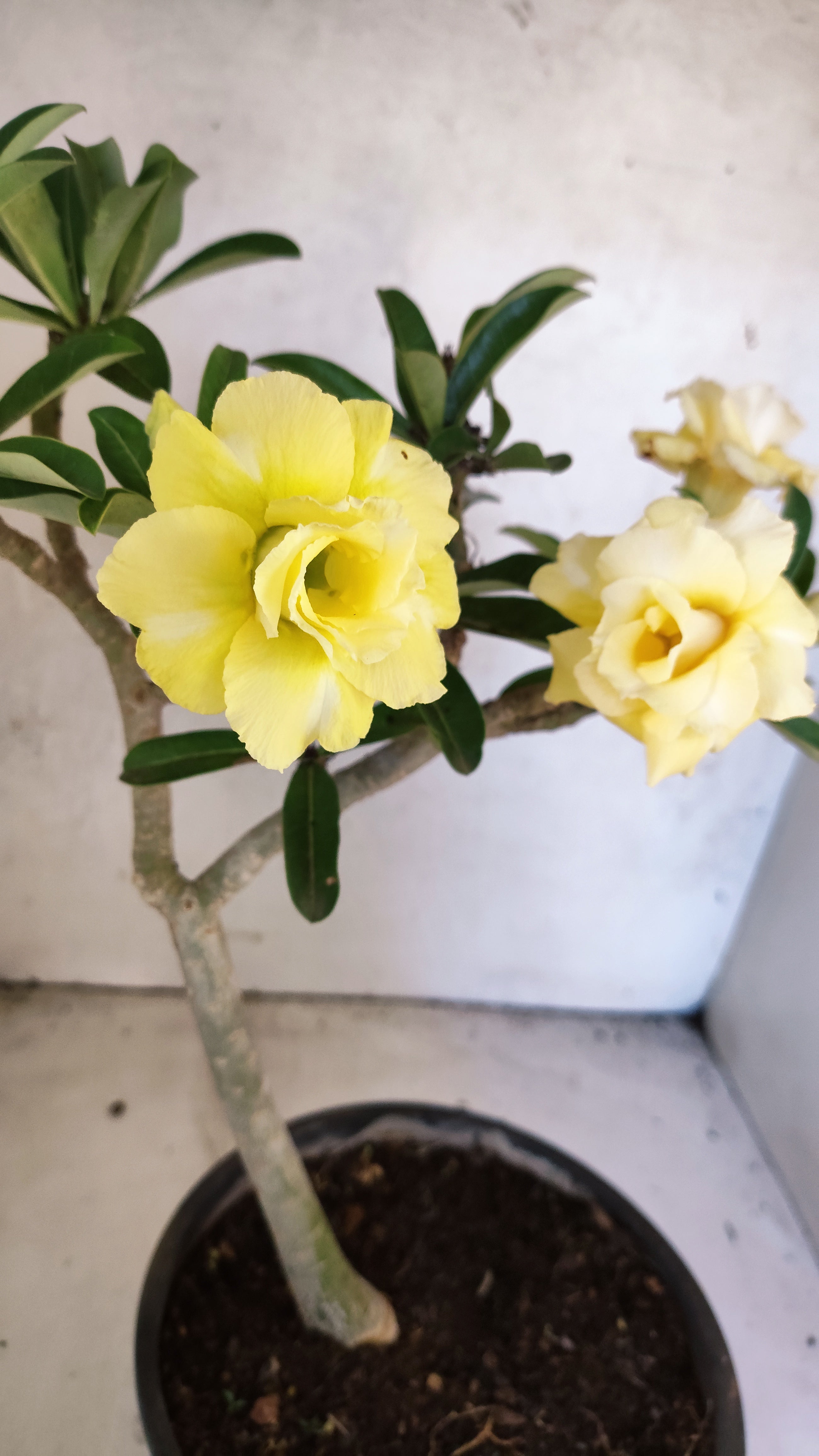 Planta Dobrada 3756 – 35cm – 03 anos