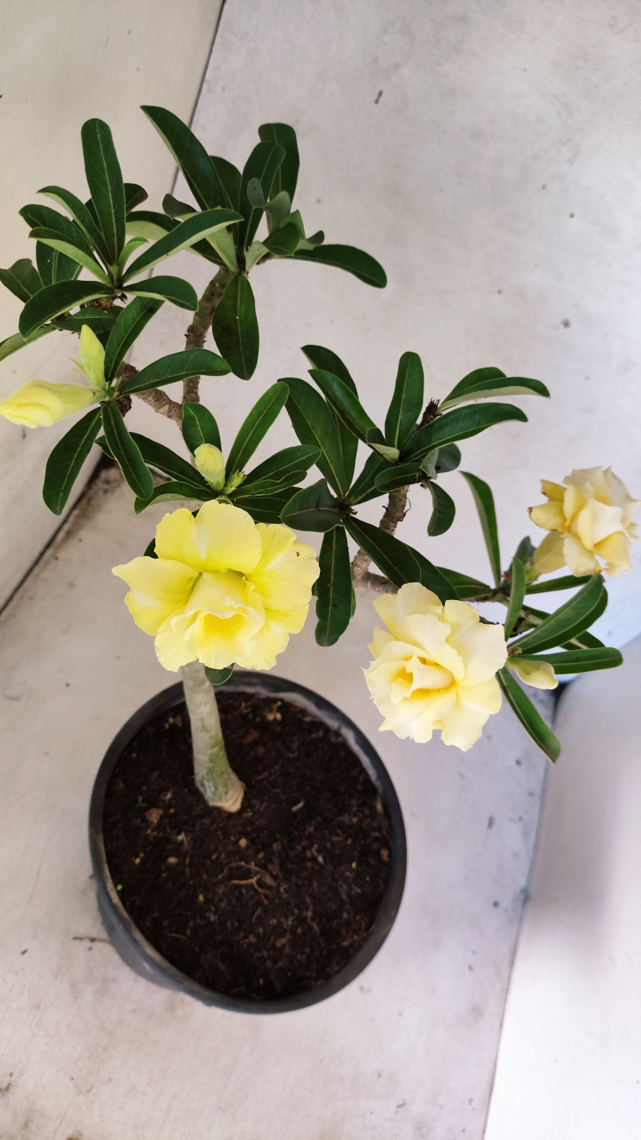 Planta Dobrada 3756 – 35cm – 03 anos
