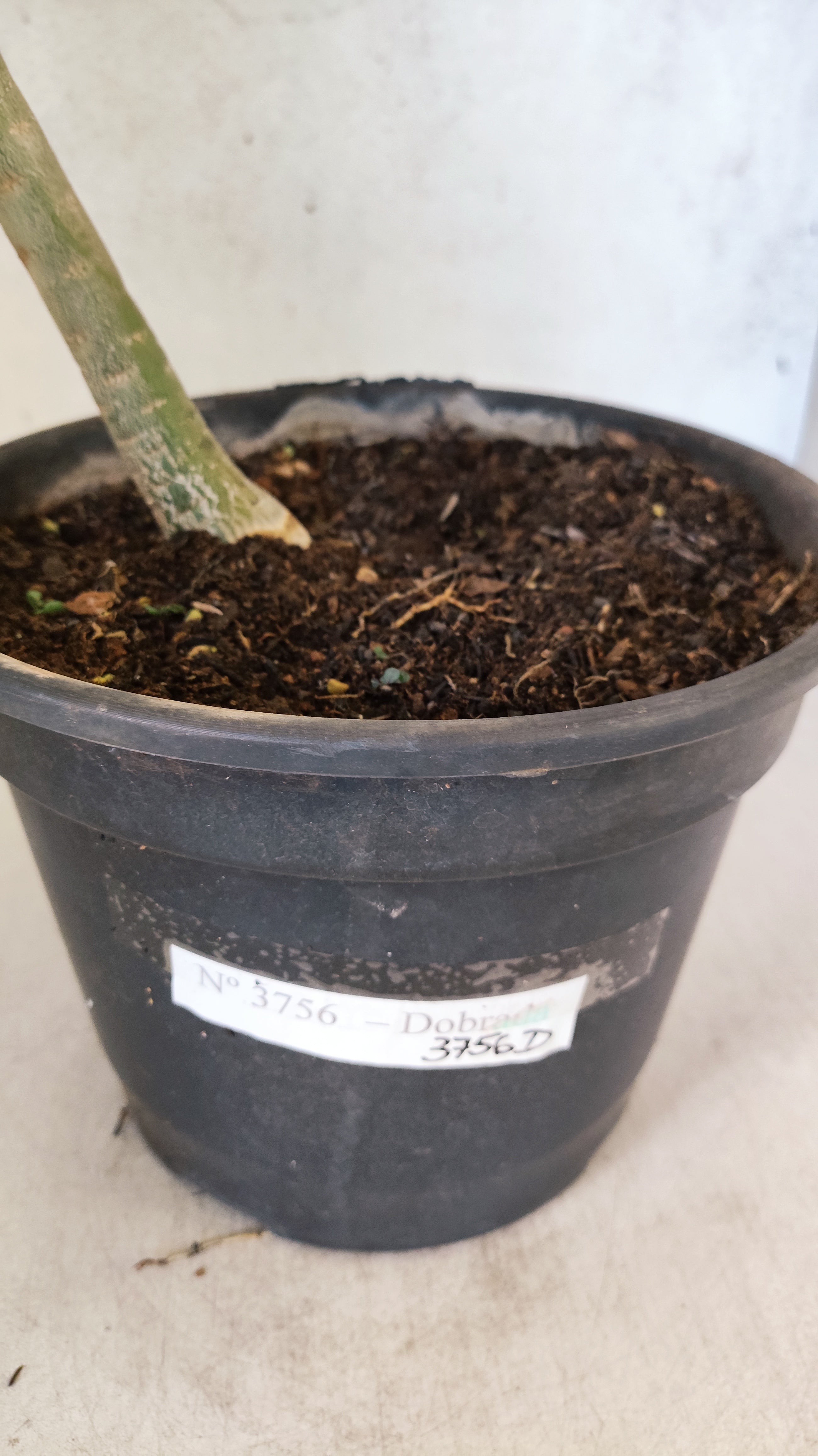 Planta Dobrada 3756 – 35cm – 03 anos