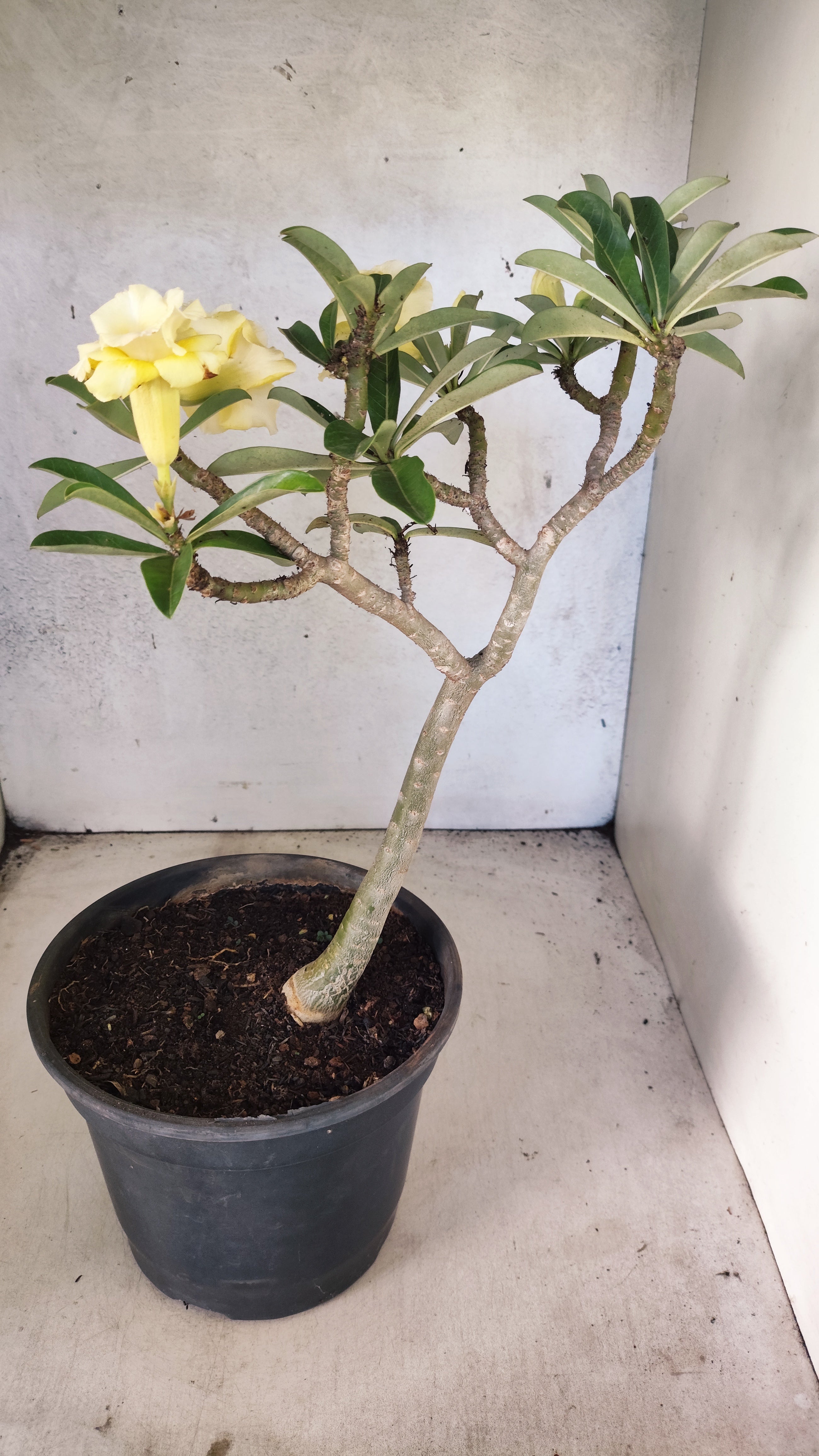 Planta Dobrada 3756 – 35cm – 03 anos