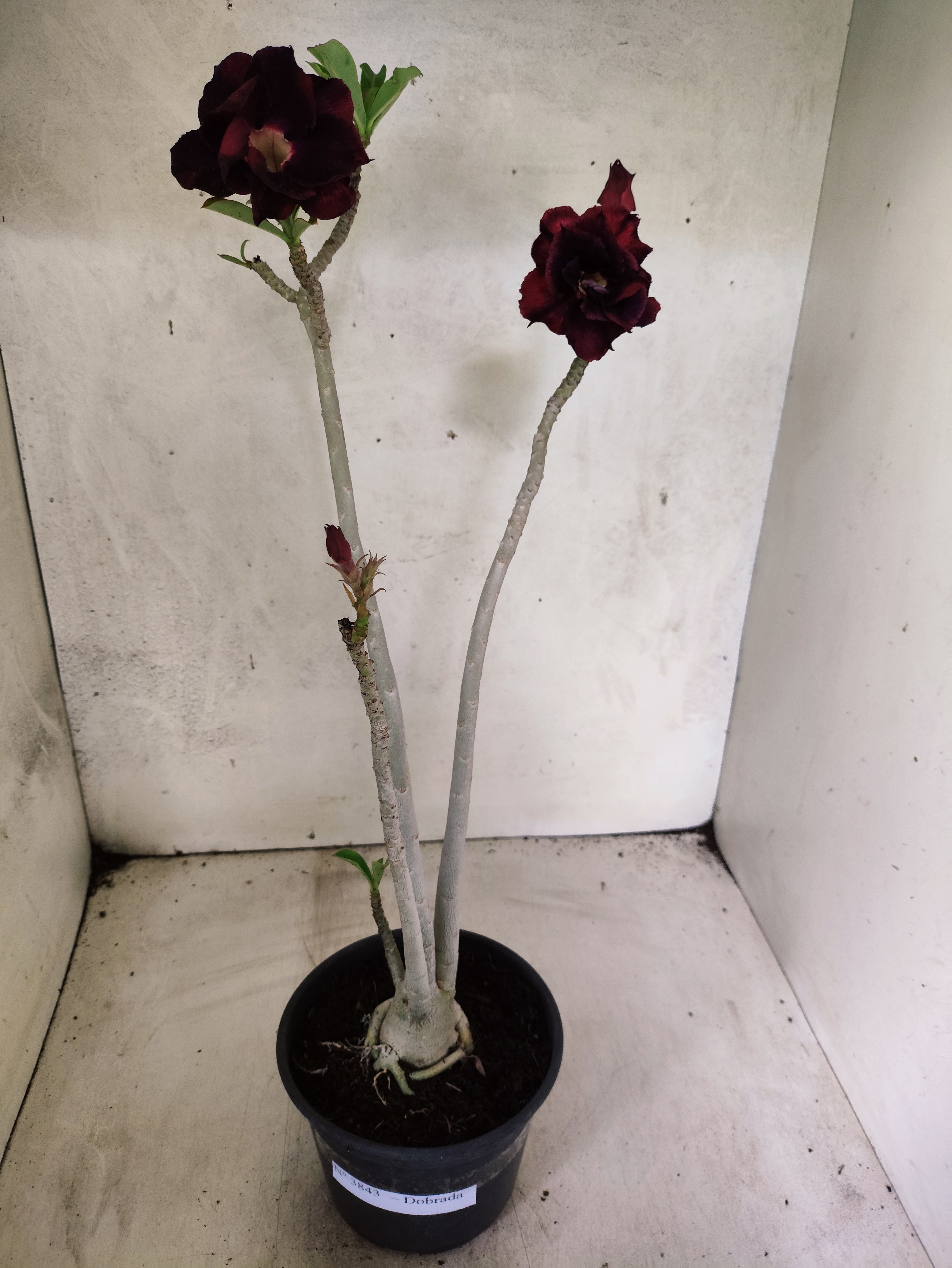 Planta Dobrada 3843 – 35cm – 03 anos