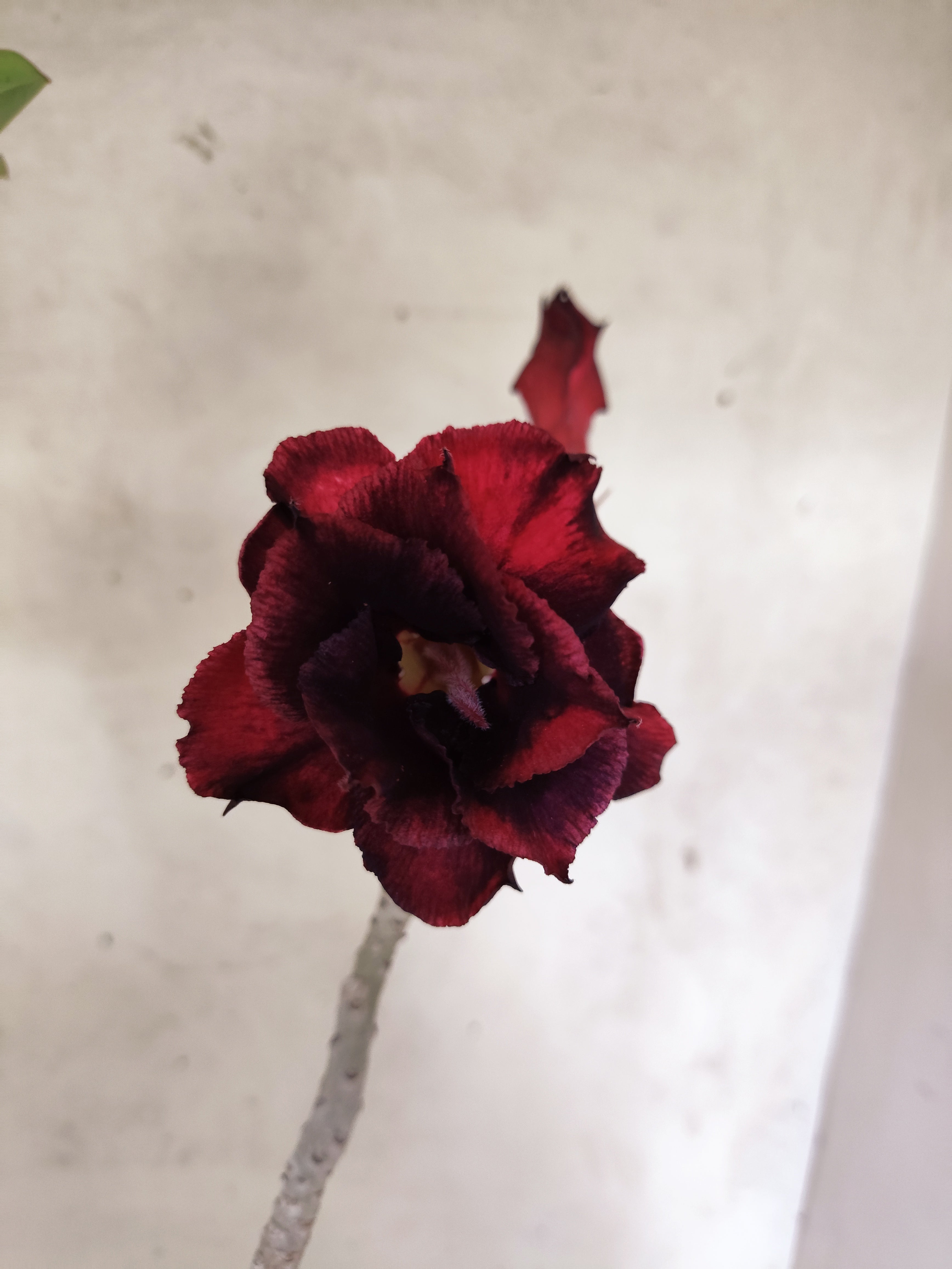 Planta Dobrada 3843 – 35cm – 03 anos