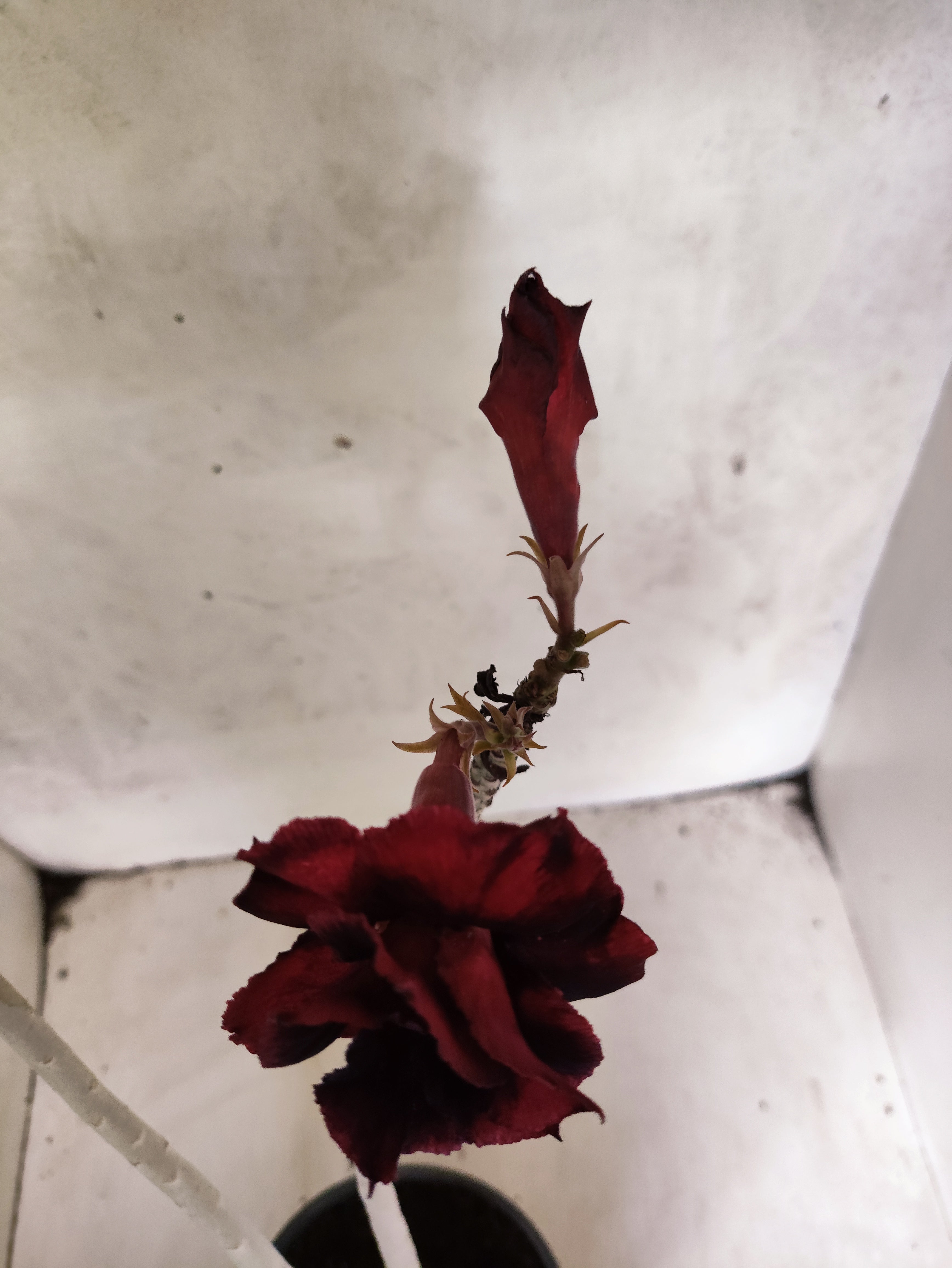 Planta Dobrada 3843 – 35cm – 03 anos